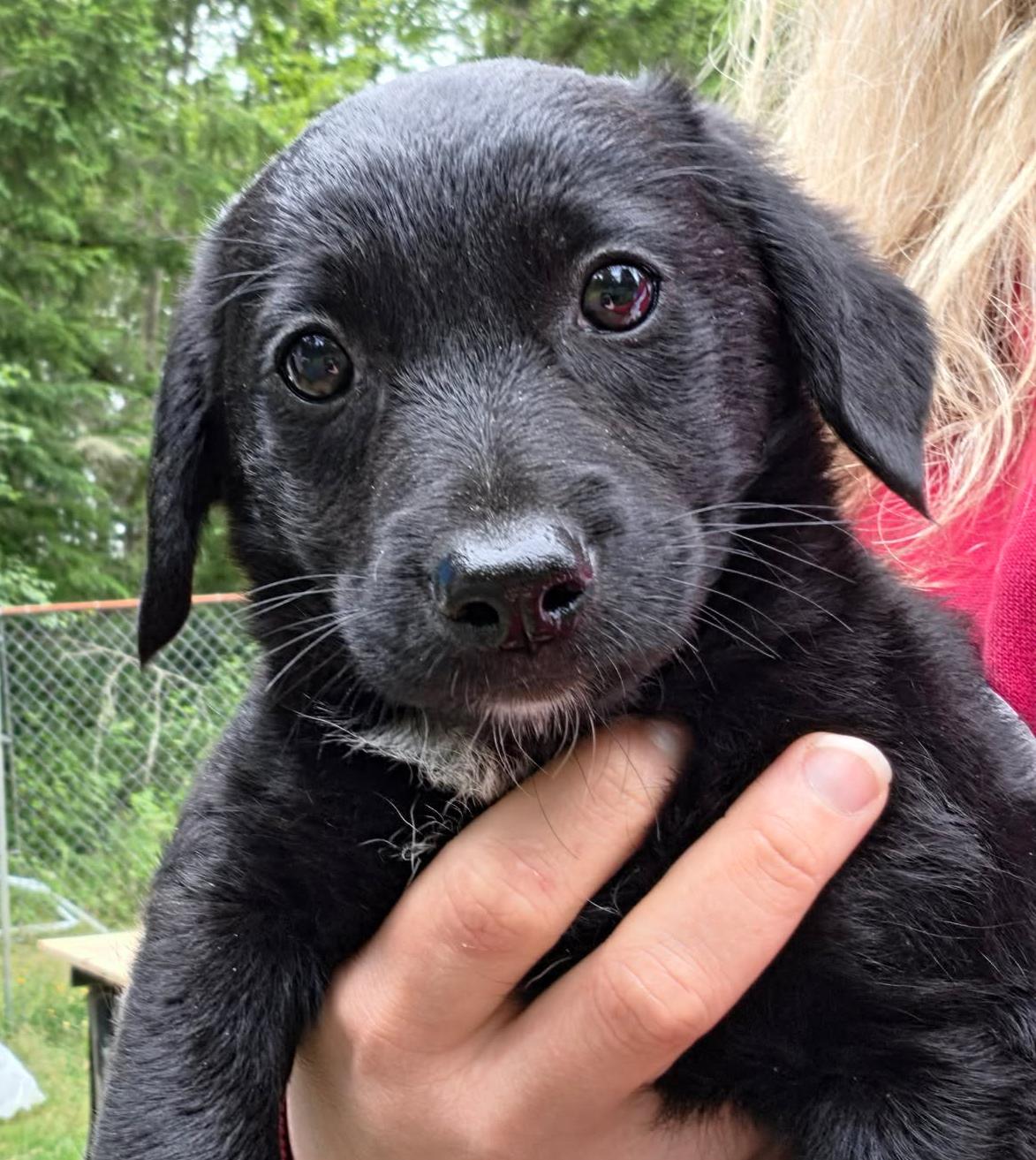 Pop-It (Fireworks litter), an adoptable mixed breed in Silvana, WA image 2/5