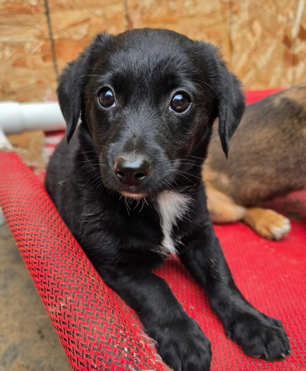 Pop-It (Fireworks litter), an adoptable mixed breed in Silvana, WA image 4/5