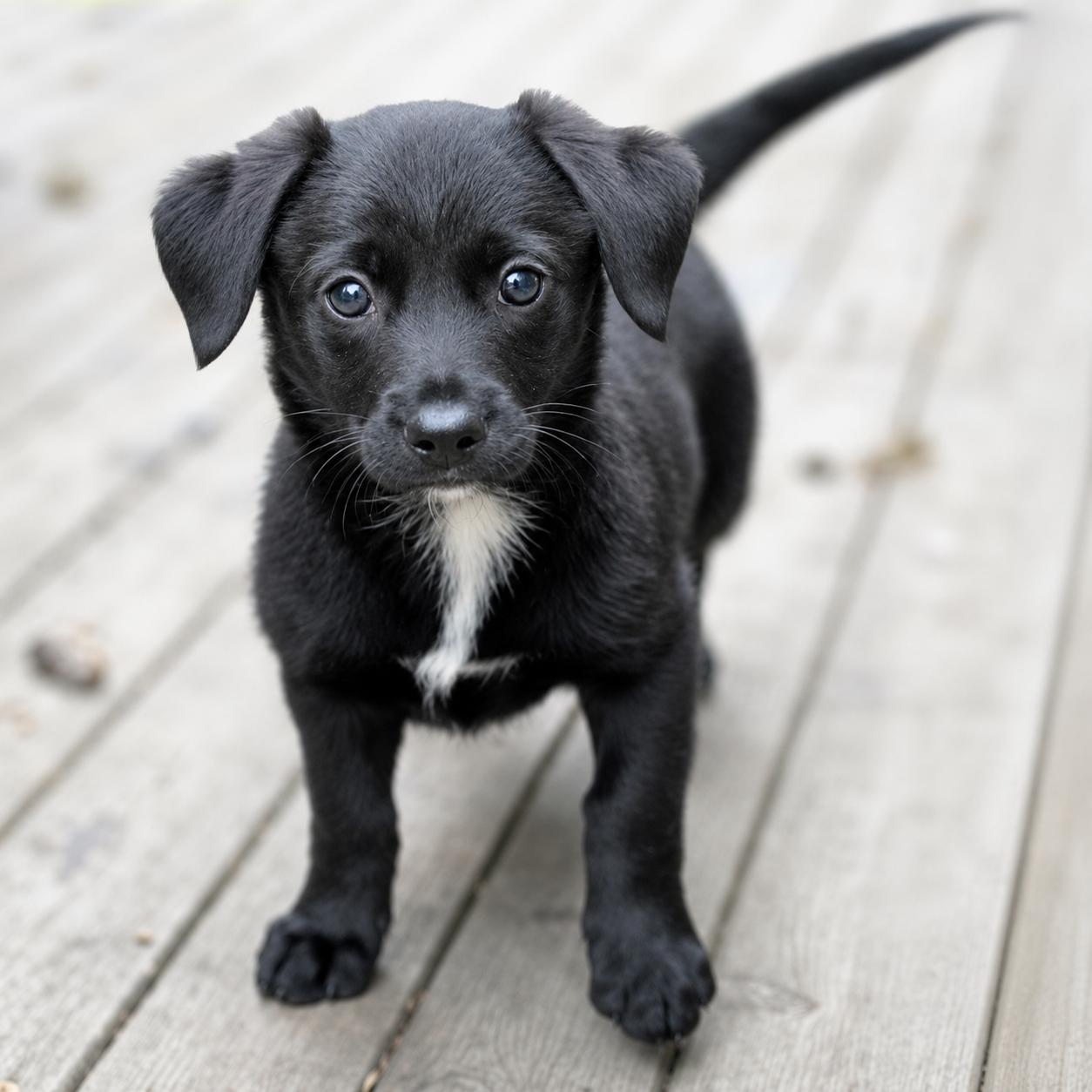 Pop-It (Fireworks litter), an adoptable mixed breed in Silvana, WA image 1/5
