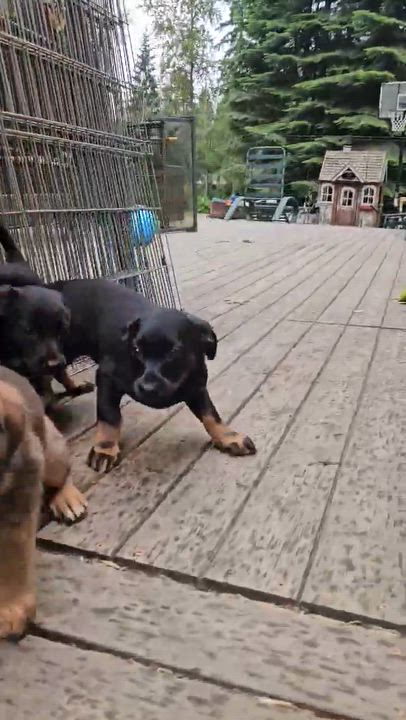 Enlarge Pop-It (Fireworks litter), an adoptable mixed breed in Silvana, WA video 5/5