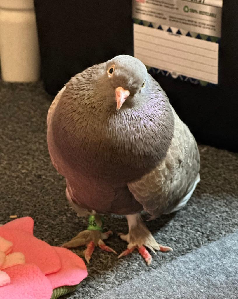 Hazelnut, Adopted, Young Female Pigeon.
