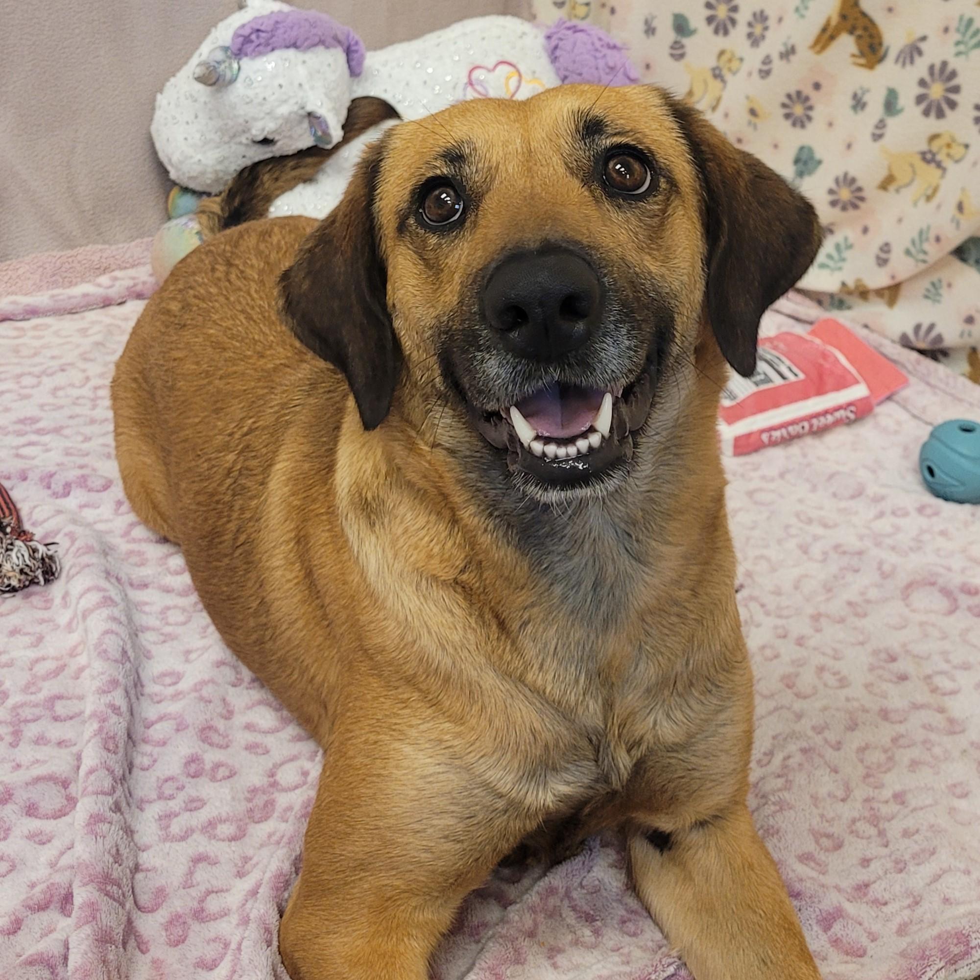 Enlarge Naida, an adoptable mixed breed in ALPINE, TX image 1/5