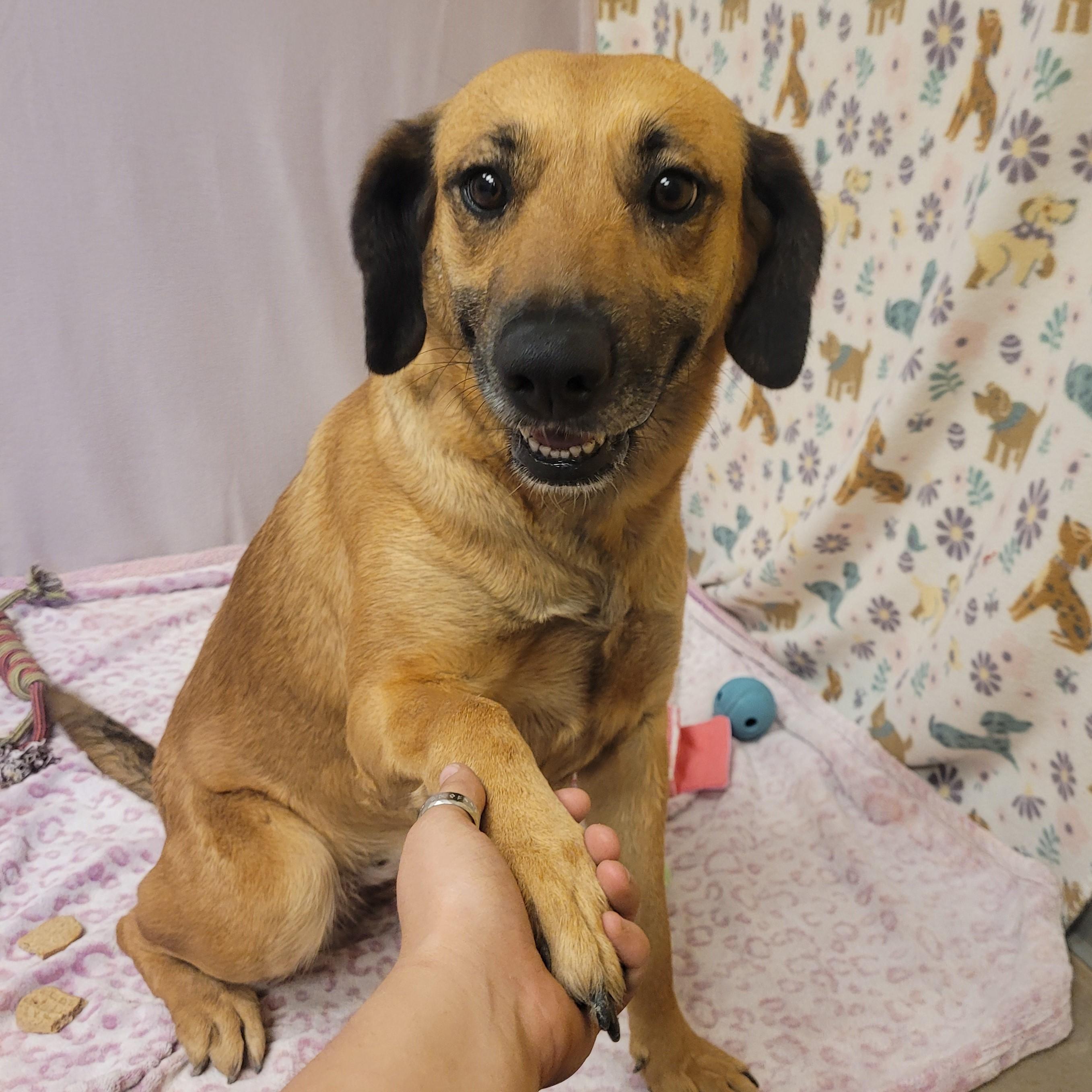 Enlarge Naida, an adoptable mixed breed in ALPINE, TX image 2/5