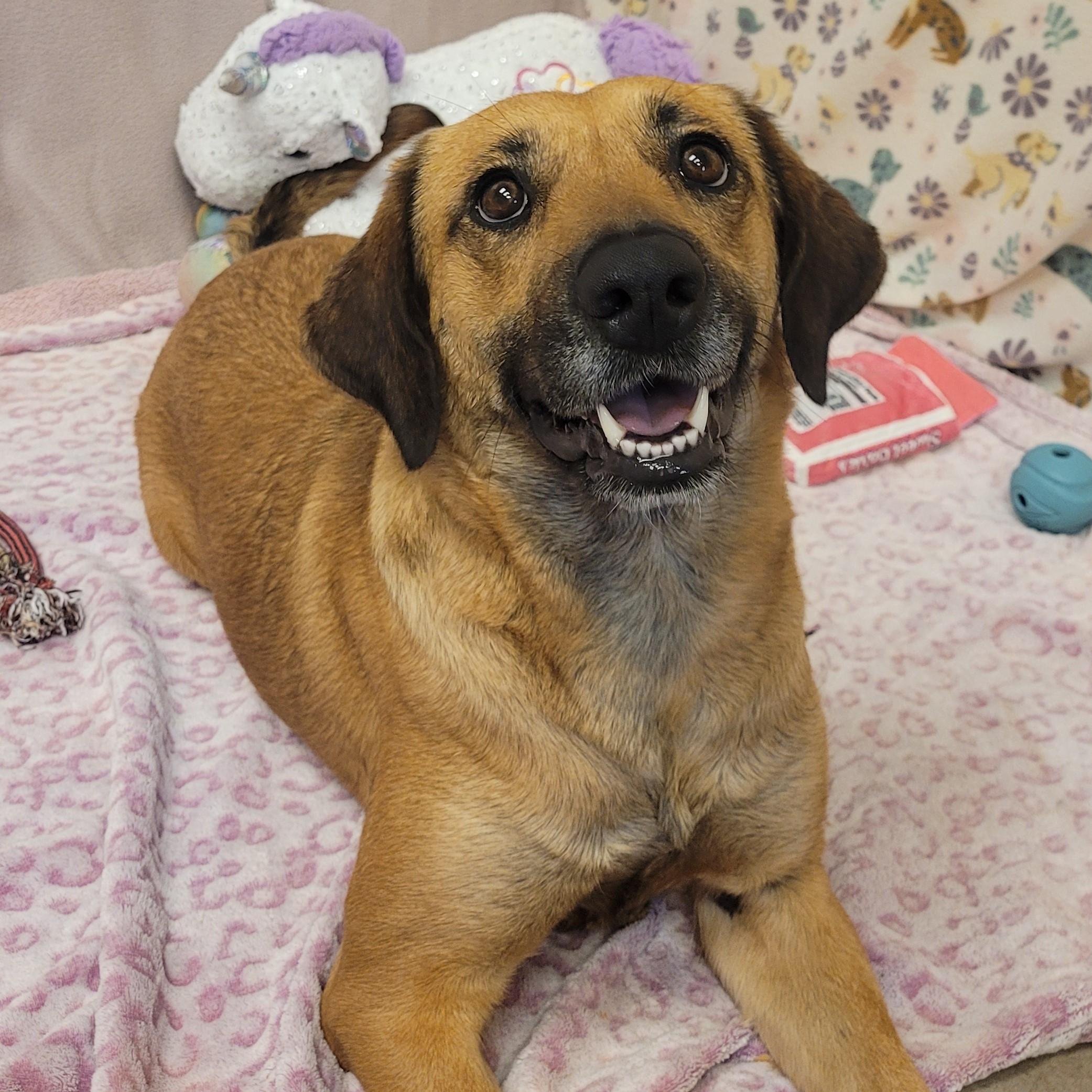 Enlarge Naida, an adoptable mixed breed in ALPINE, TX image 4/5