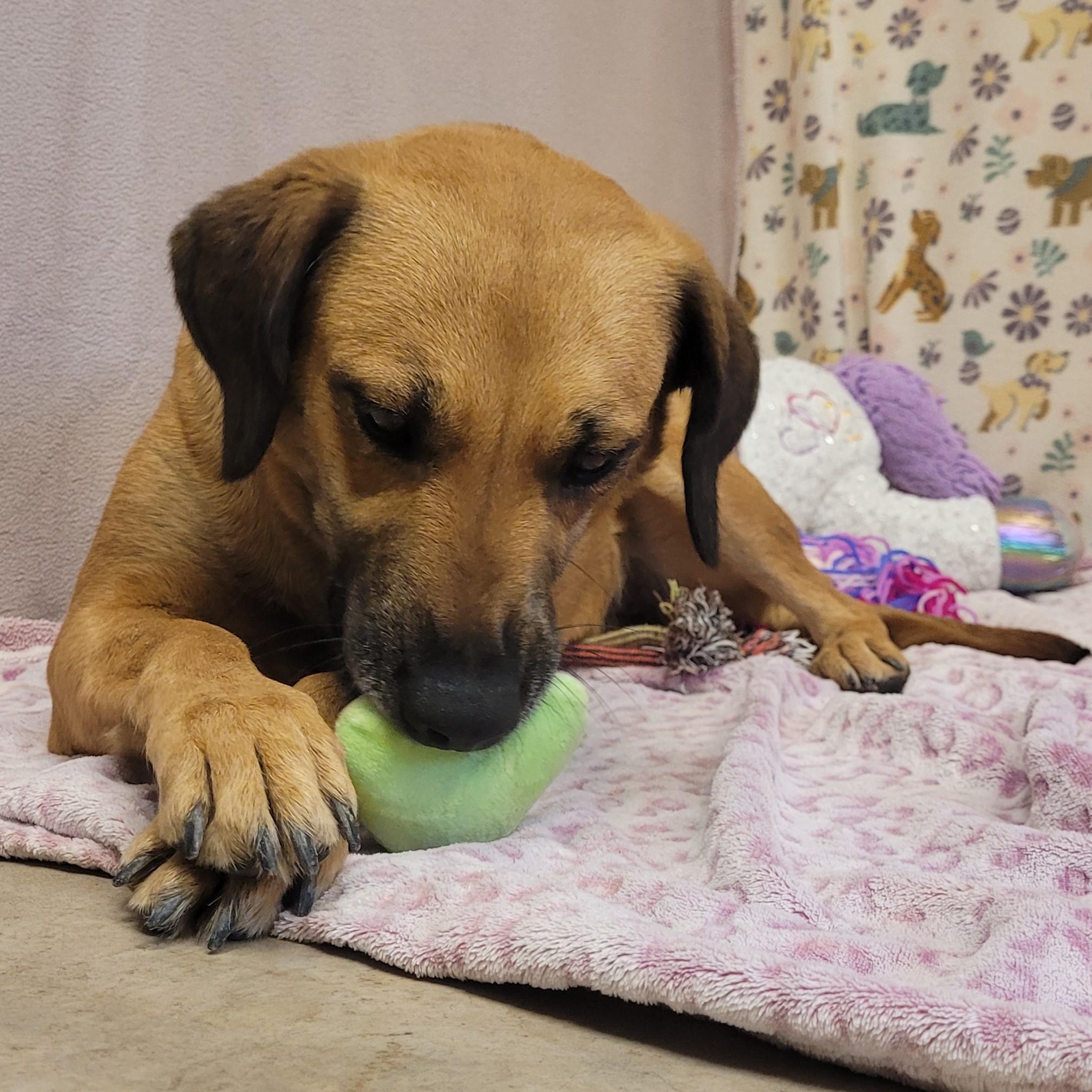 Enlarge Naida, an adoptable mixed breed in ALPINE, TX image 5/5
