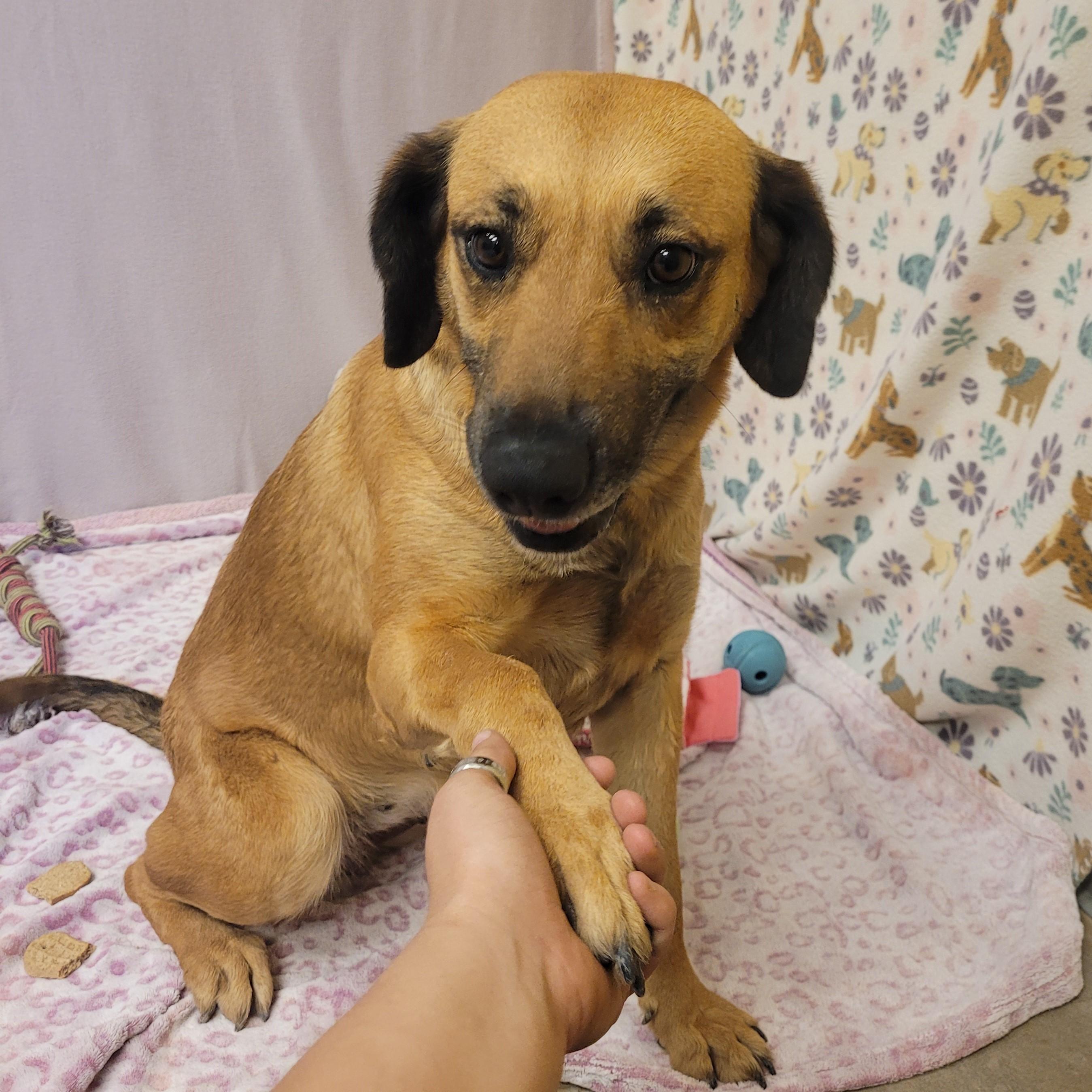 Enlarge Naida, an adoptable mixed breed in ALPINE, TX image 3/5