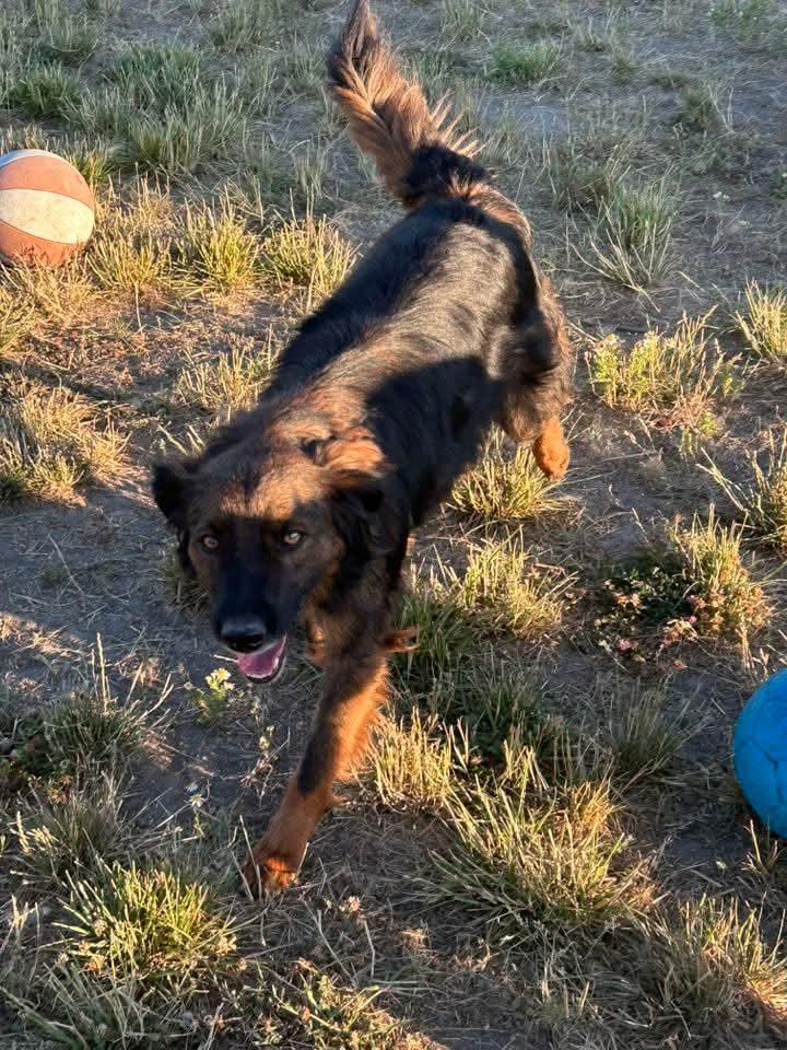 Charko, a Adoptable mixed breed in COEUR D ALENE, ID image 2/6