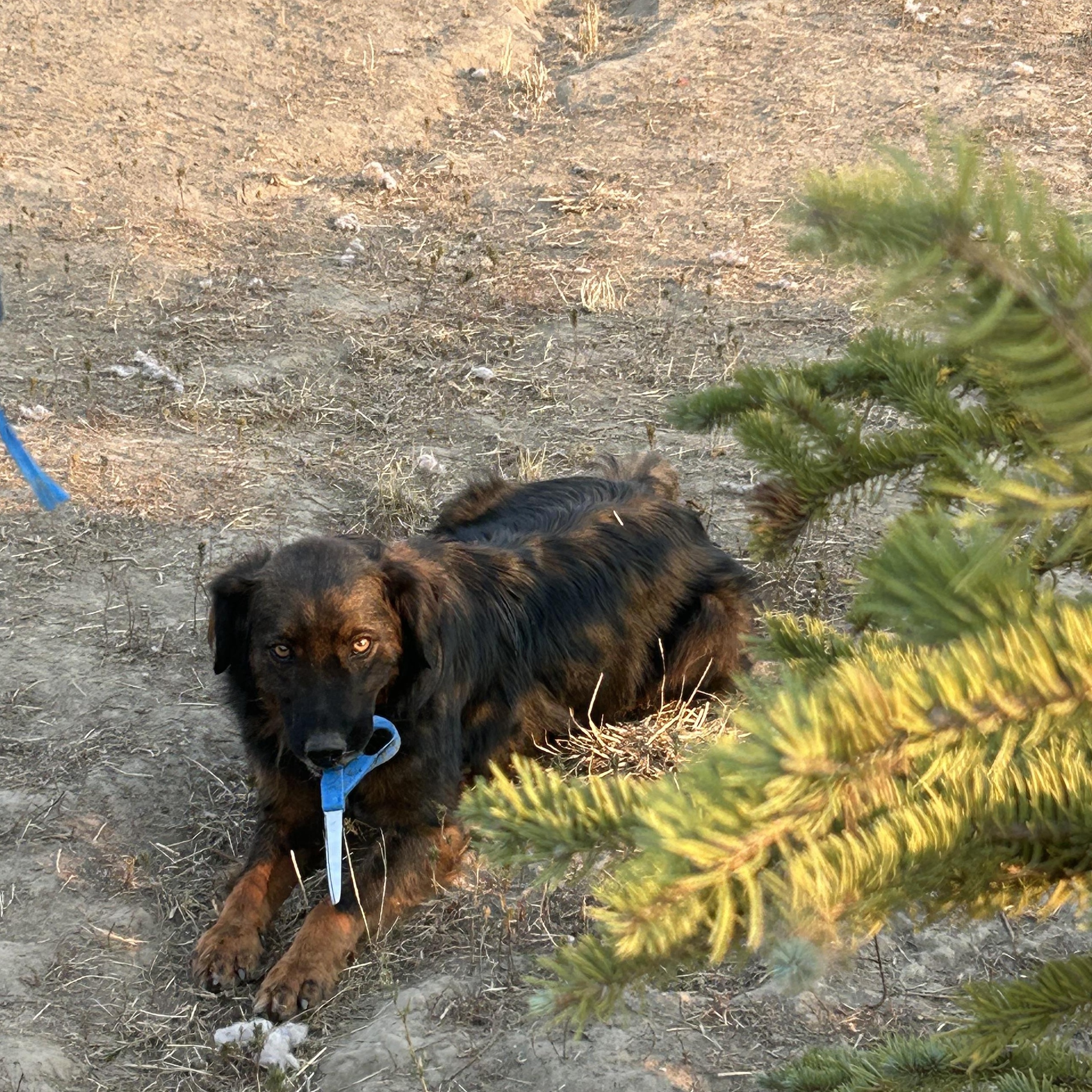Charko, an adoptable Australian Shepherd, English Shepherd in COEUR D ALENE, ID, 83814 | Photo Image 3