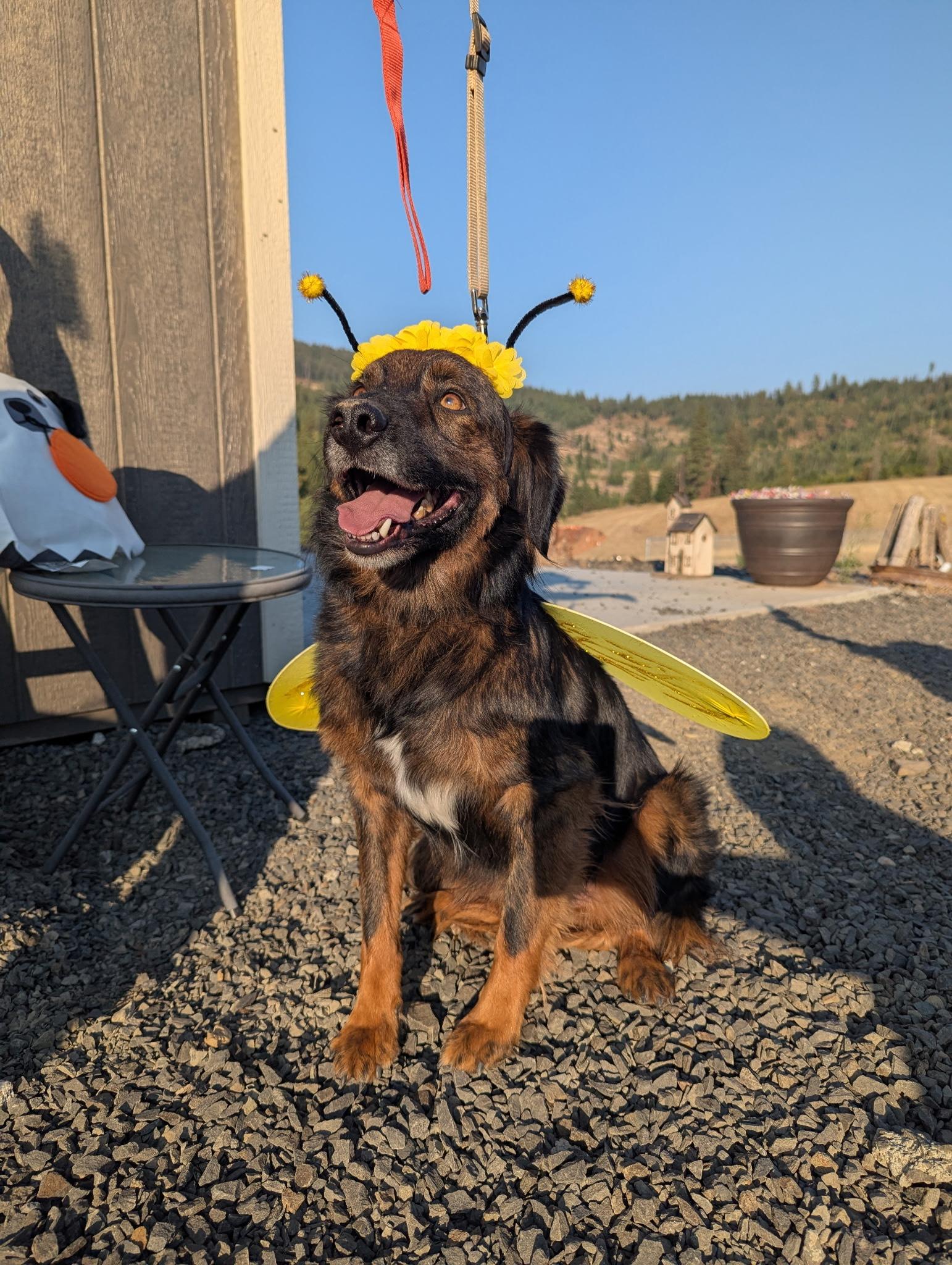 Charko, a Adoptable mixed breed in COEUR D ALENE, ID image 6/6
