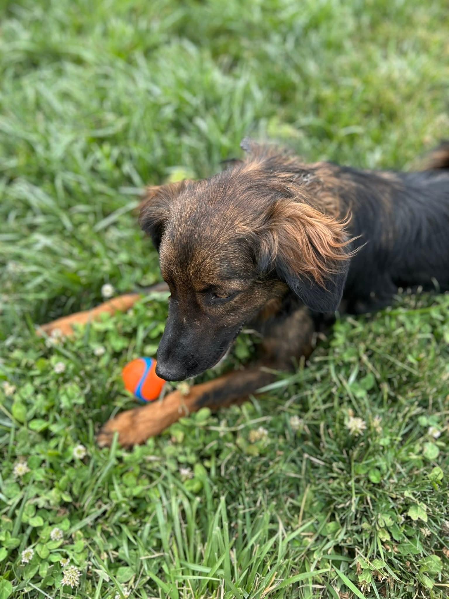 Charko, a Adoptable mixed breed in COEUR D ALENE, ID image 4/6