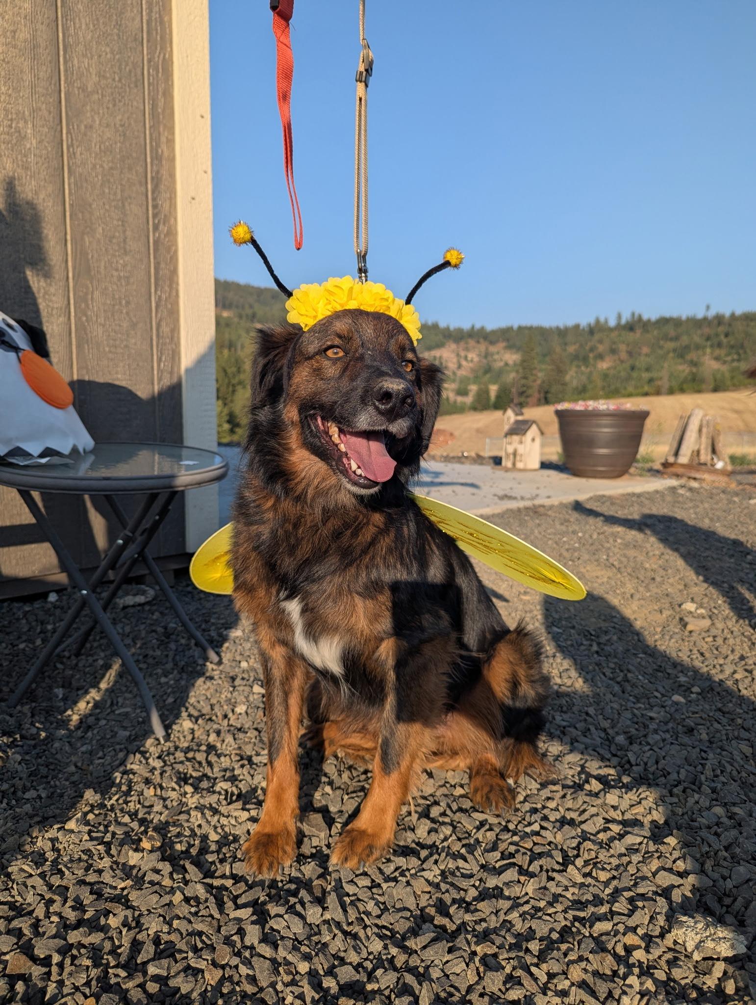 Charko, an adoptable Australian Shepherd, English Shepherd in COEUR D ALENE, ID, 83814 | Photo Image 4