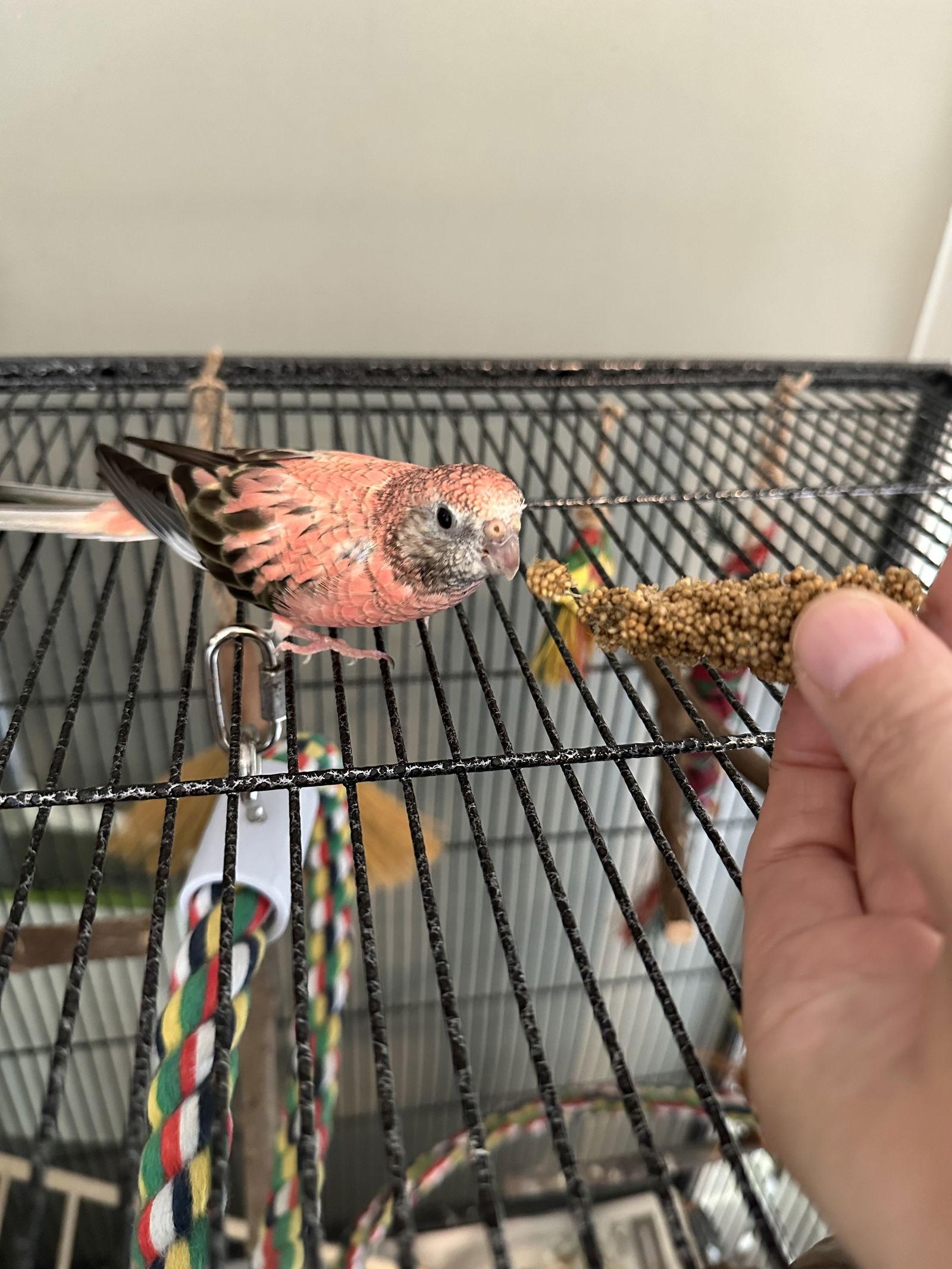 Rosey, Adopted, Young Female Parakeet (Other).