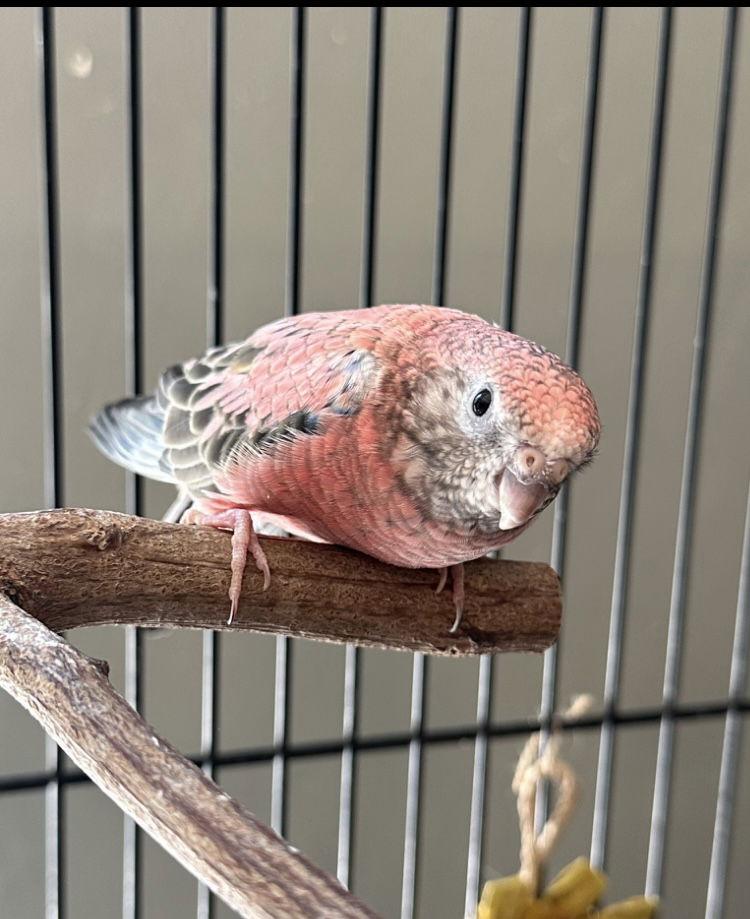 Enlarge Rosey, a Adopted Parakeet (Other) in Belford, NJ image 3/3