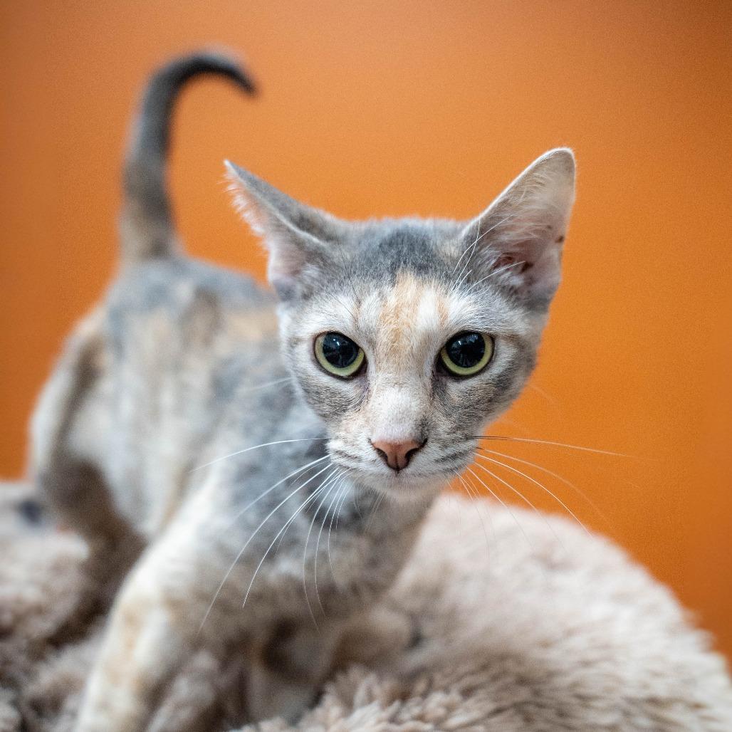 Enlarge Lorelai, a Adoptable Domestic Short Hair in Gainesville, GA image 1/2