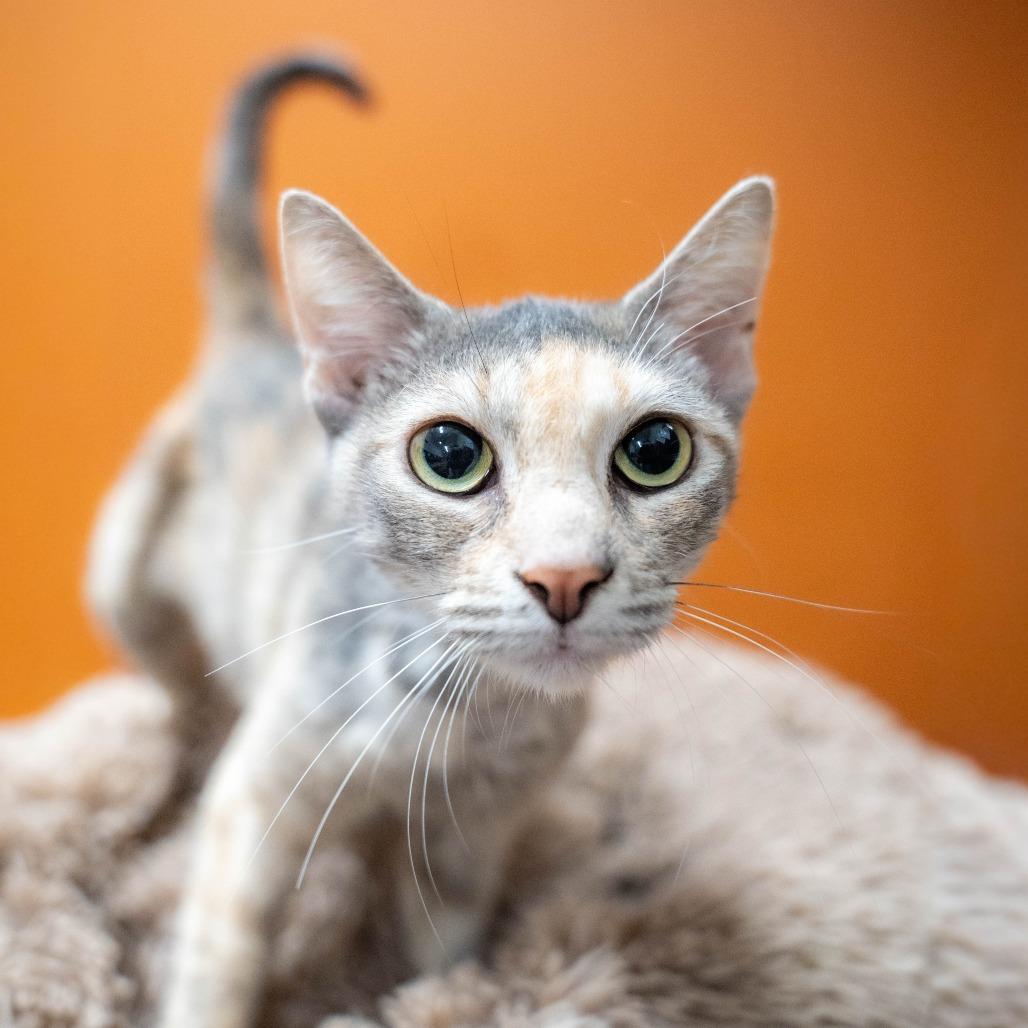 Enlarge Lorelai, a Adoptable Domestic Short Hair in Gainesville, GA image 2/2