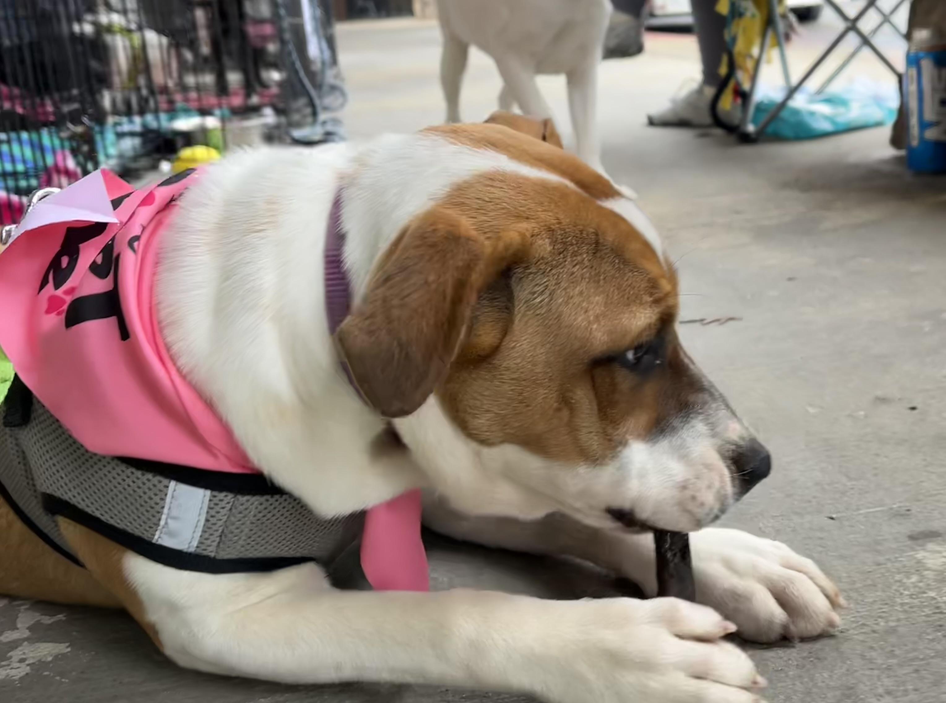 Enlarge Brandy, a Adoptable mixed breed in Melbourne, AR image 1/2