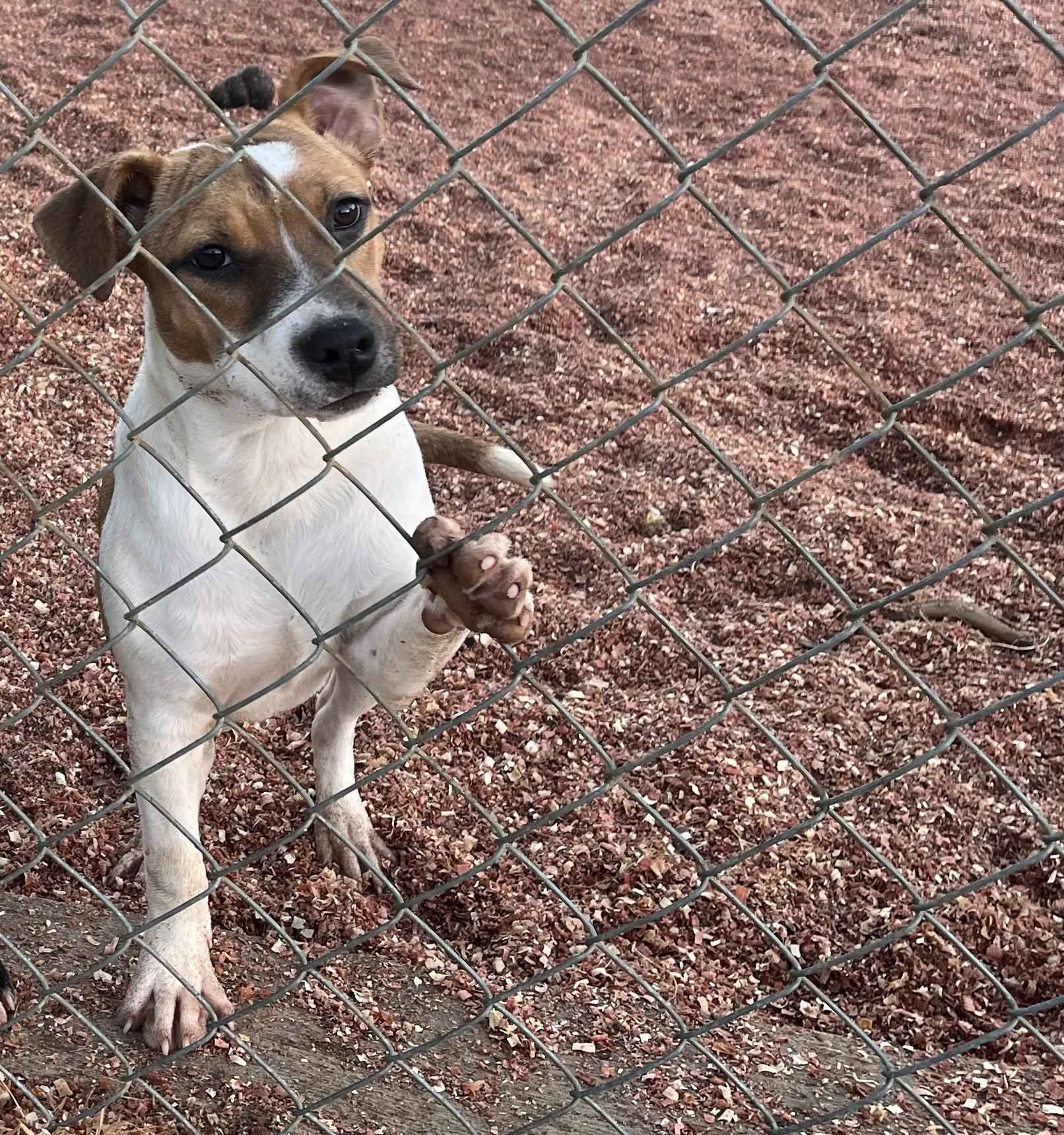 Enlarge Brandy, a Adoptable mixed breed in Melbourne, AR image 2/2