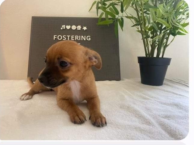 Sandy, Adopted, Puppy Female Jack Russell Terrier & Chihuahua.