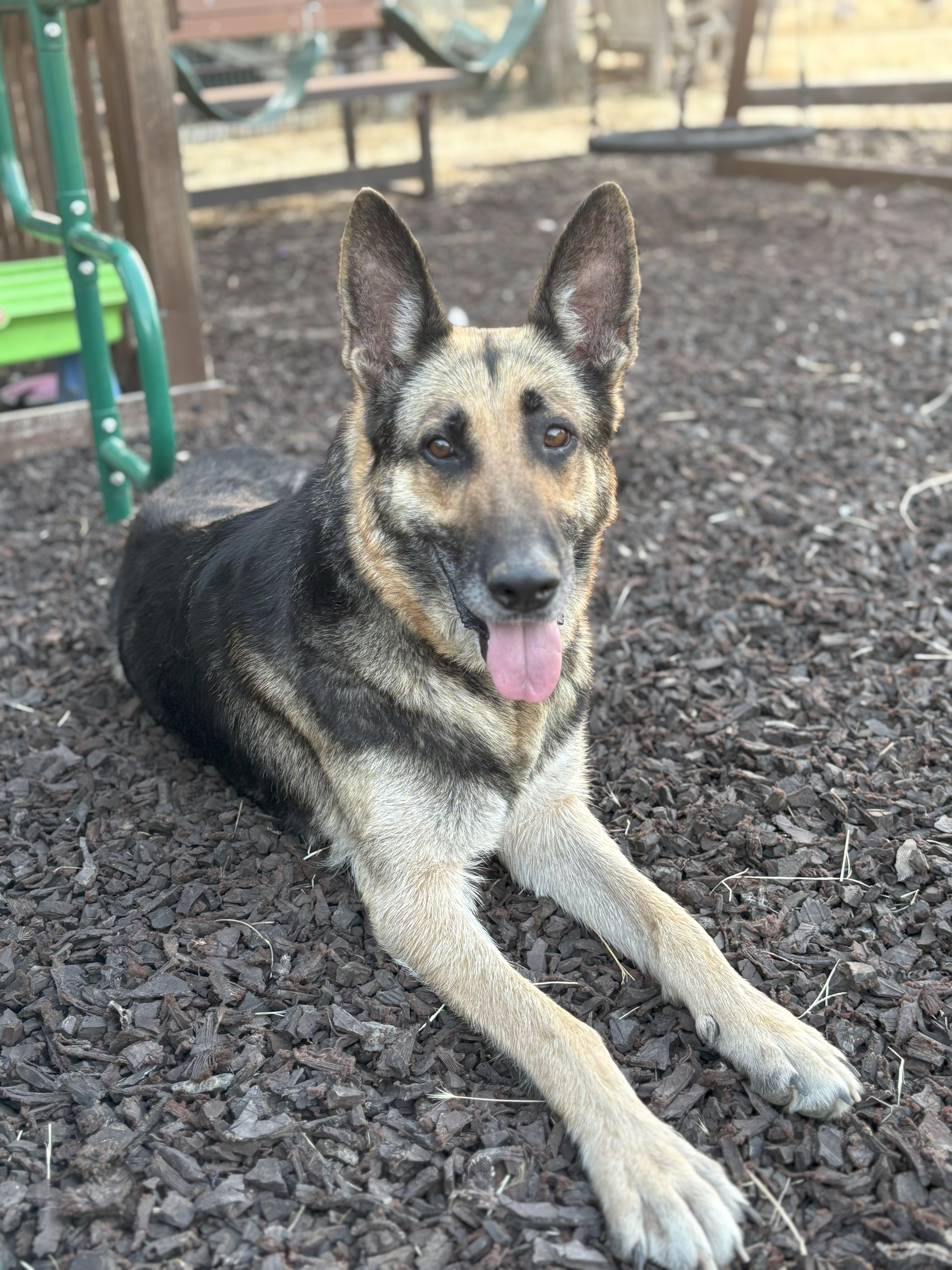 Bailey, Adoptable, Adult Female German Shepherd Dog.