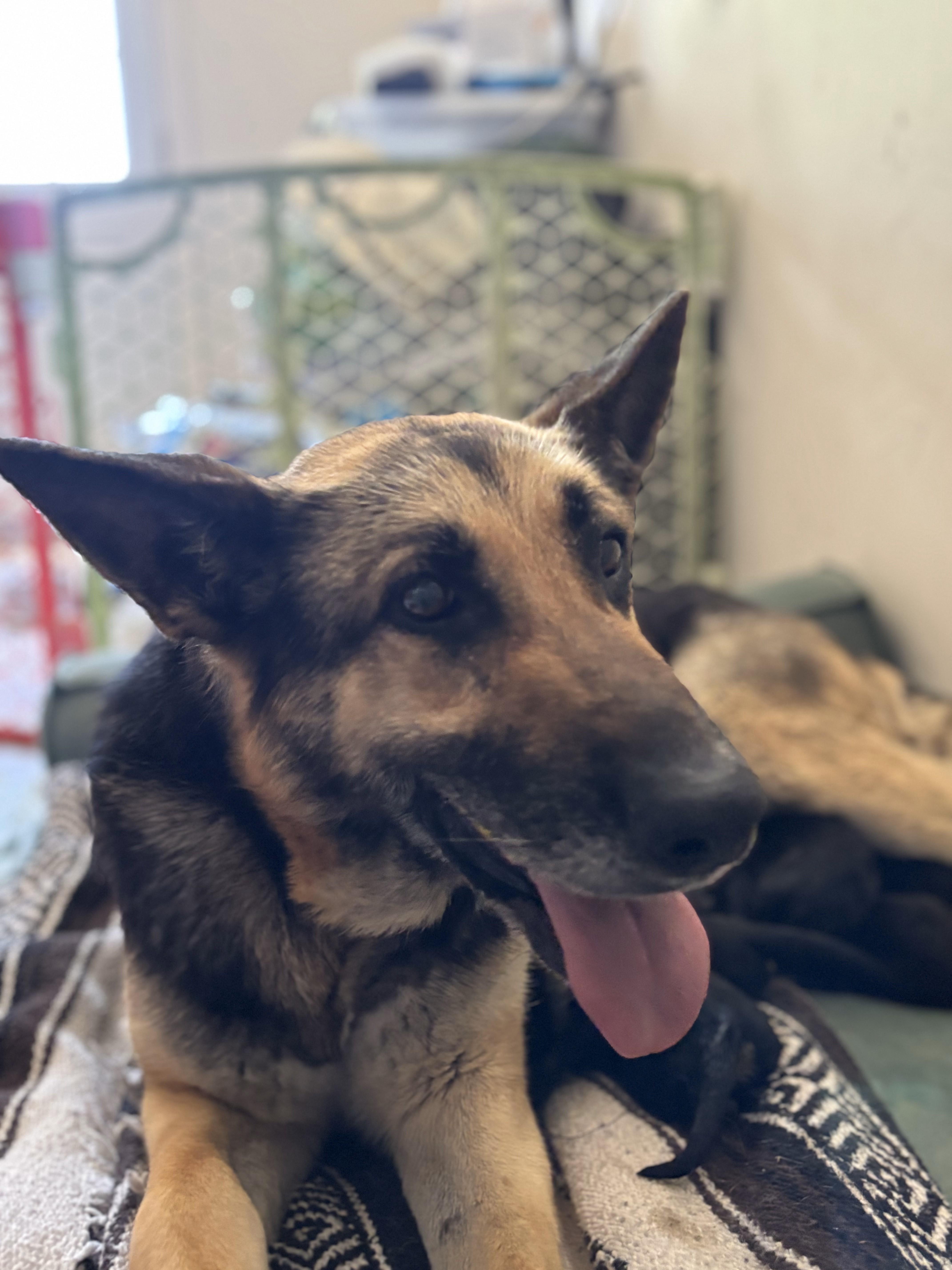 Enlarge Bailey, a Adoptable German Shepherd Dog in Discovery Bay, CA image 2/6