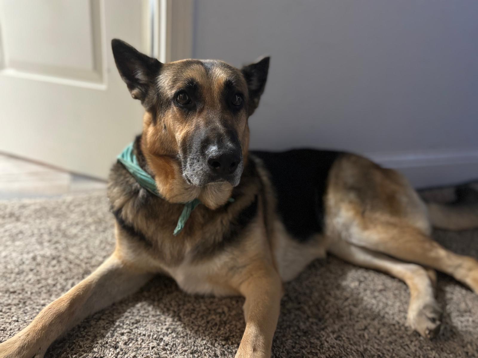 Enlarge Bailey, a Adoptable German Shepherd Dog in Discovery Bay, CA image 3/6