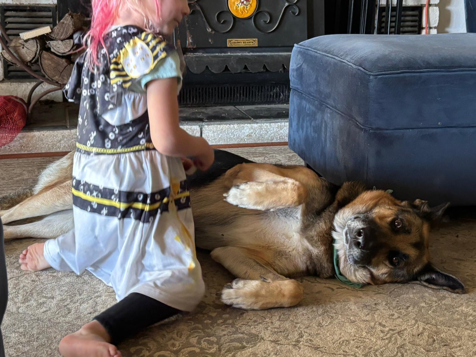 Enlarge Bailey, a Adoptable German Shepherd Dog in Discovery Bay, CA image 4/6