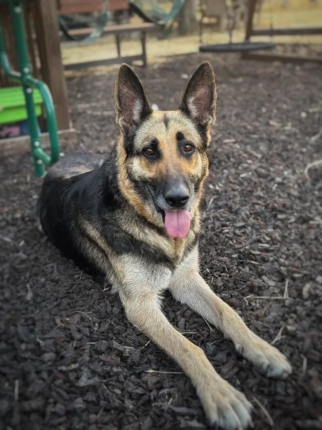 Enlarge Bailey, a Adoptable German Shepherd Dog in Discovery Bay, CA image 2/2