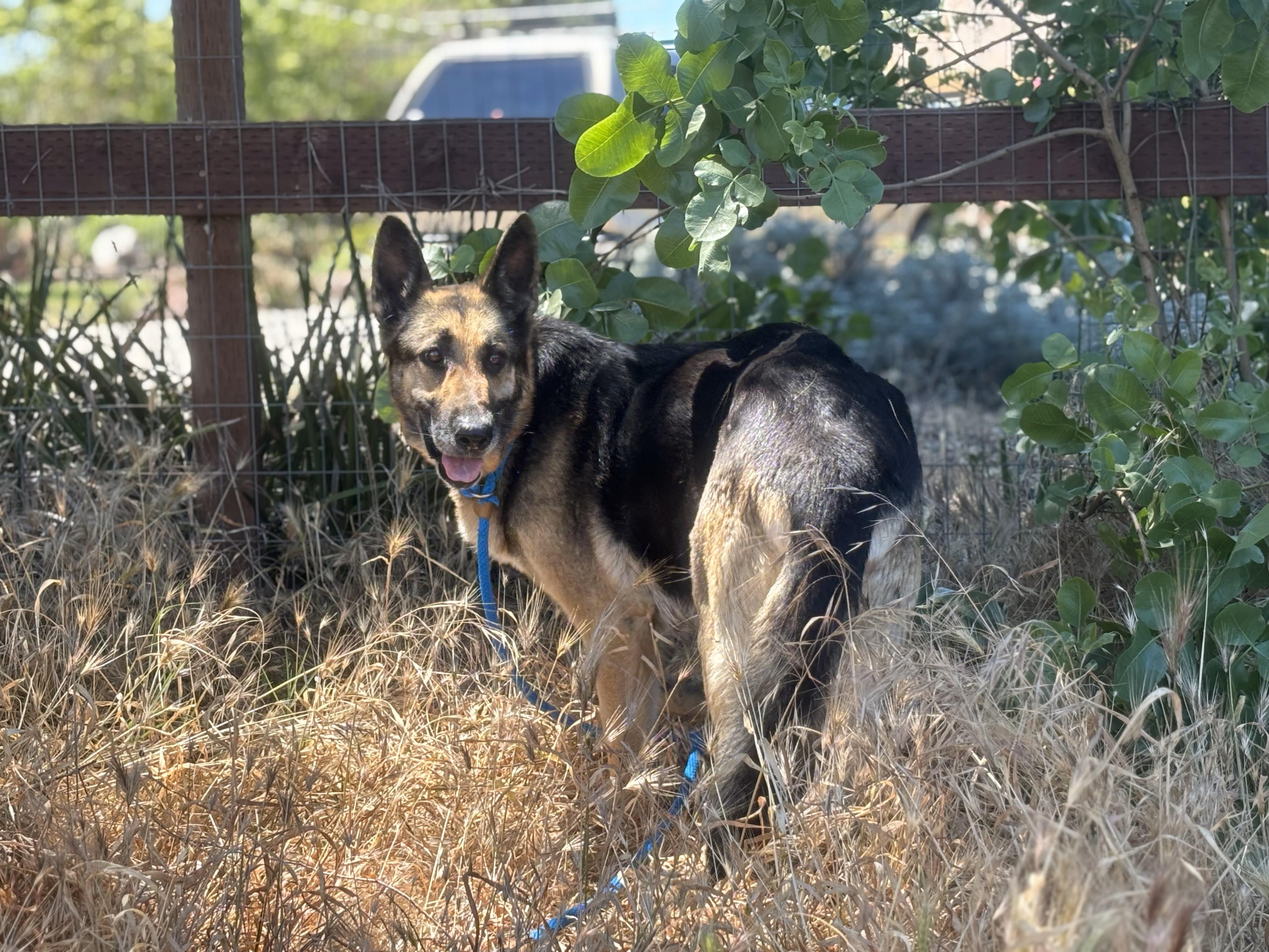 Enlarge Bailey, a Adoptable German Shepherd Dog in Discovery Bay, CA image 6/6
