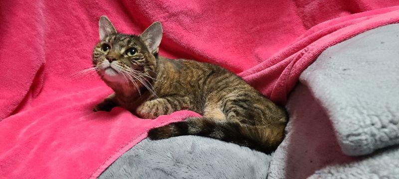 Enlarge Cinnamon, a Adoptable Domestic Short Hair in Mesa, AZ image 1/3