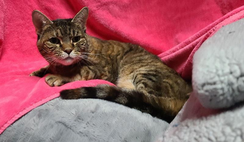 Enlarge Cinnamon, a Adoptable Domestic Short Hair in Mesa, AZ image 2/3