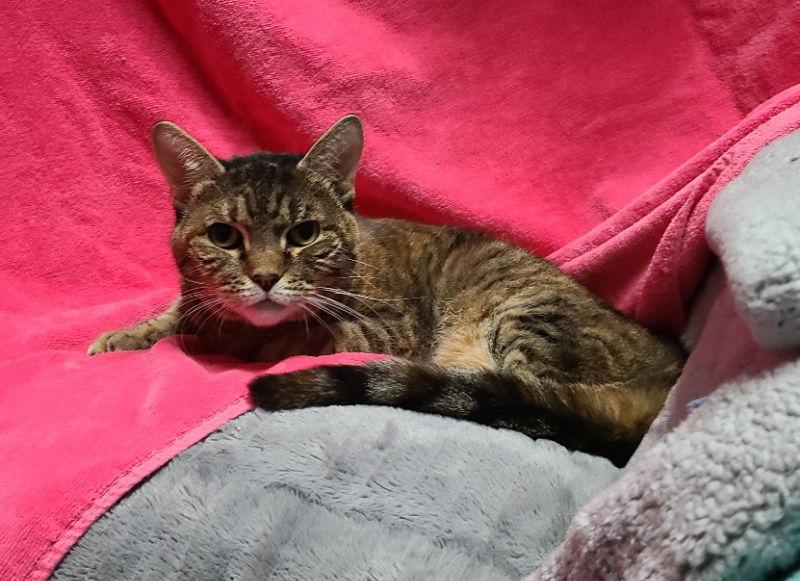 Enlarge Cinnamon, a Adoptable Domestic Short Hair in Mesa, AZ image 3/3