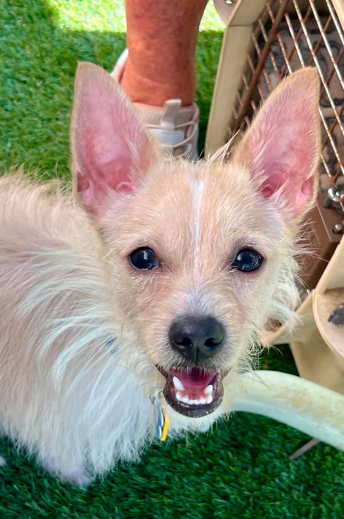 Enlarge Ace, a ADOPTABLE mixed breed in Roseville, CA image 2/3