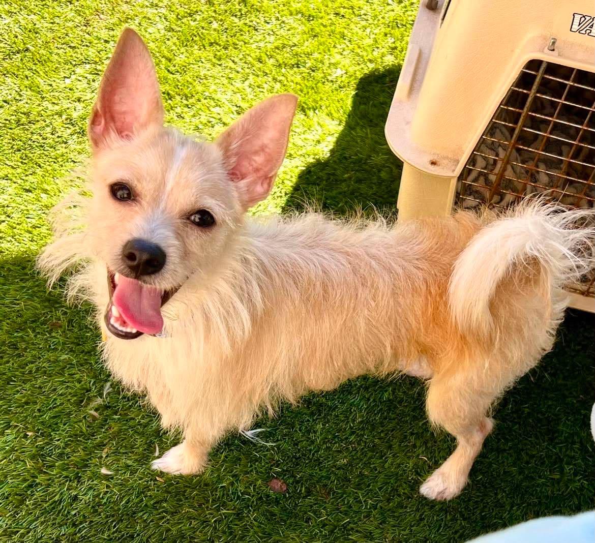 Ace, ADOPTABLE, Young Male Terrier.
