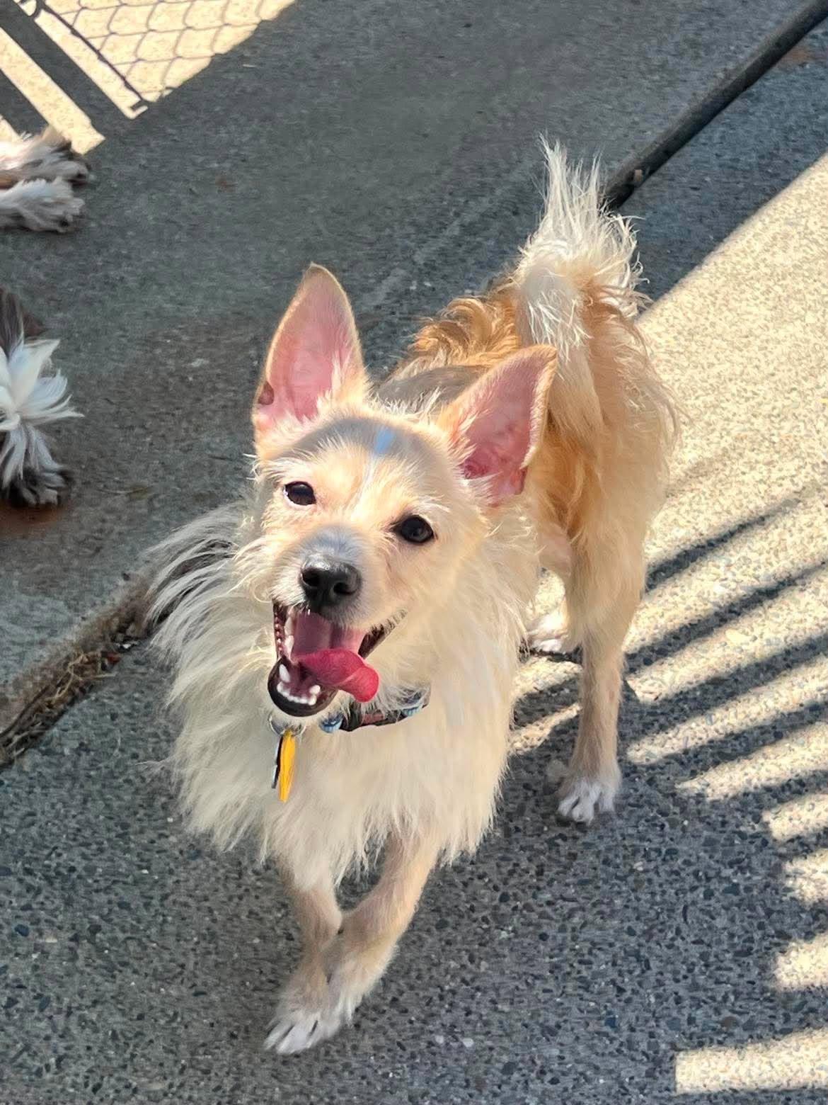 Enlarge Ace, a ADOPTABLE mixed breed in Roseville, CA image 3/3