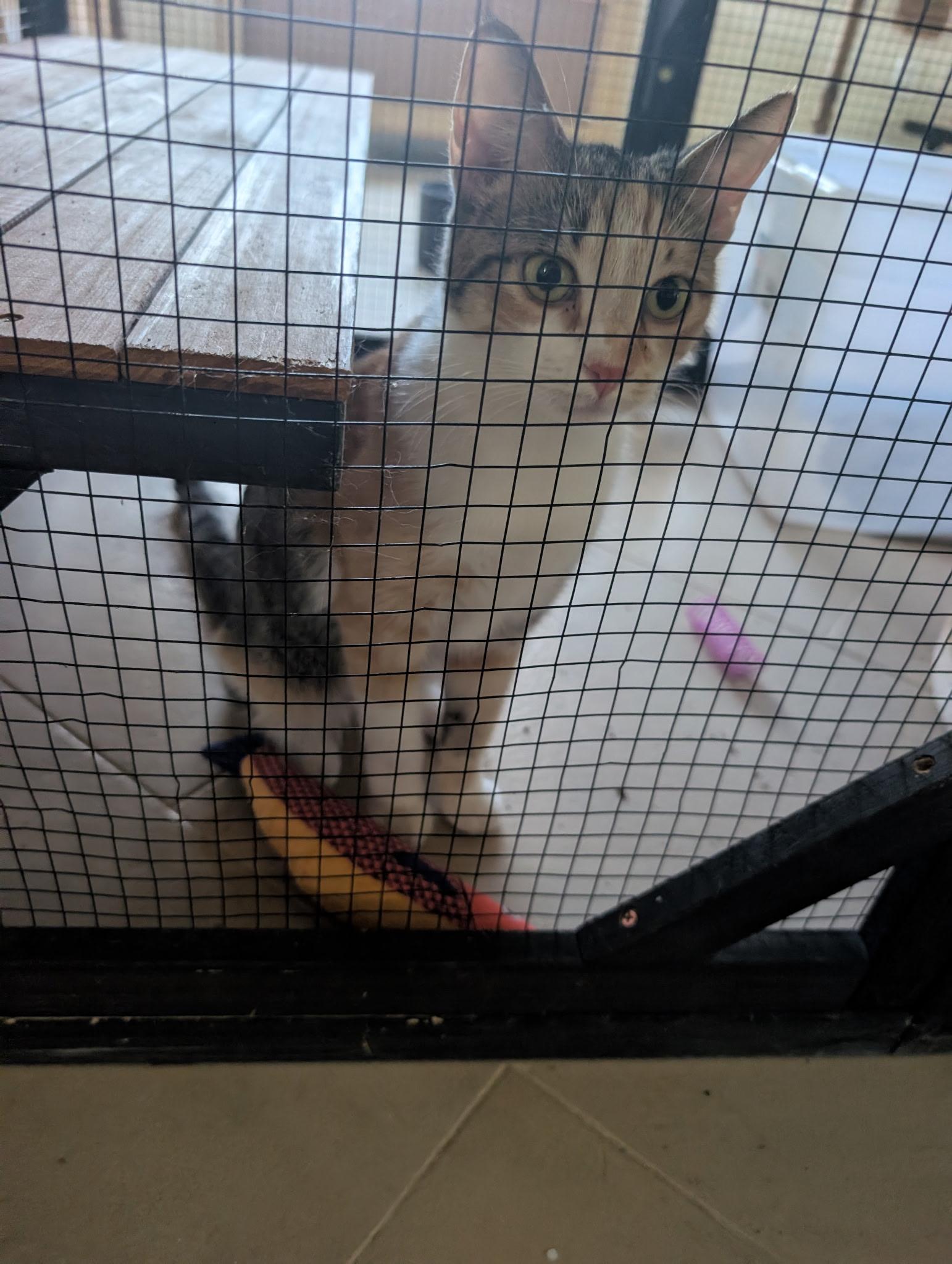 Enlarge Trudy, a Adopted mixed breed in Youngtown, AZ image 2/3