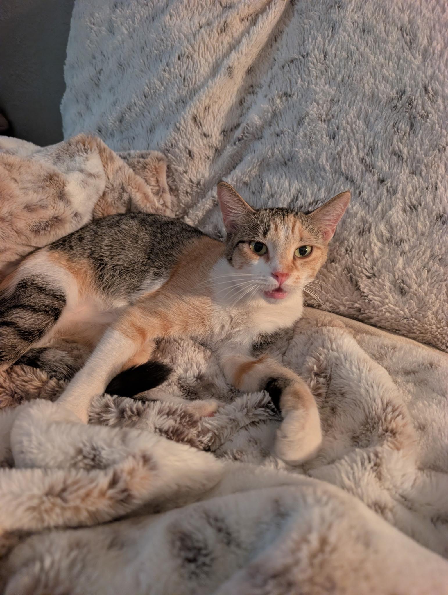 Trudy, Adopted, Young Female Domestic Short Hair.