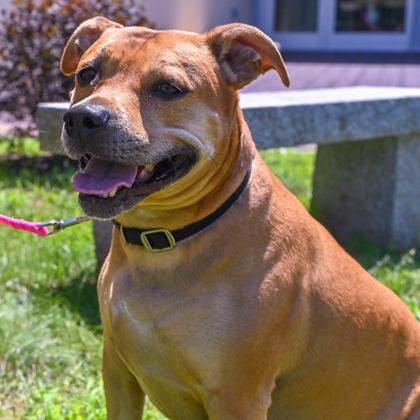 Stella in Maine, ADOPTABLE, Adult Female Pit Bull Terrier.