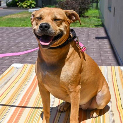 Stella in Maine, a ADOPTABLE mixed breed in Portland, ME image 2/2