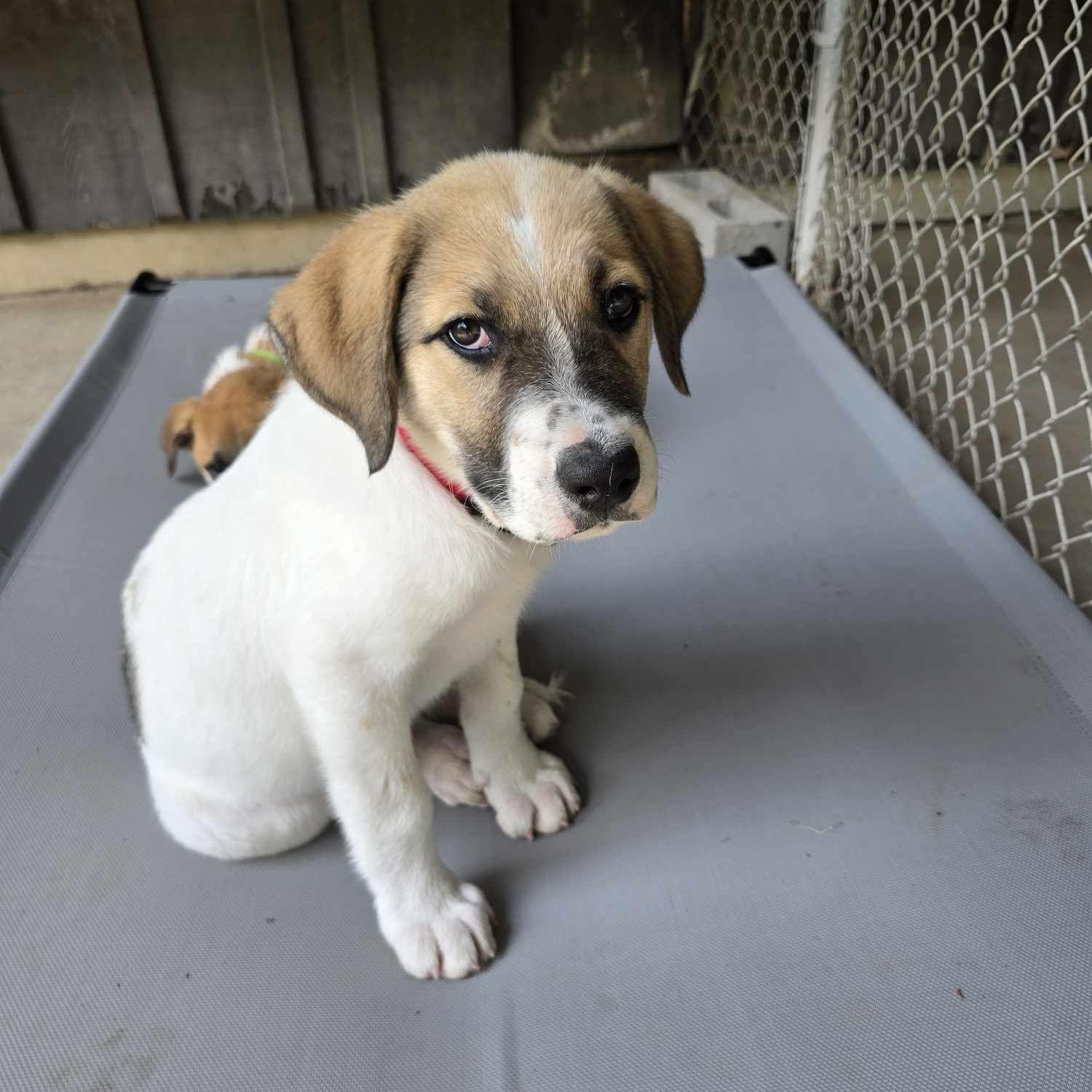 Animal Rescue Rescue Dog New Home For My Dog Texas Dogs Available