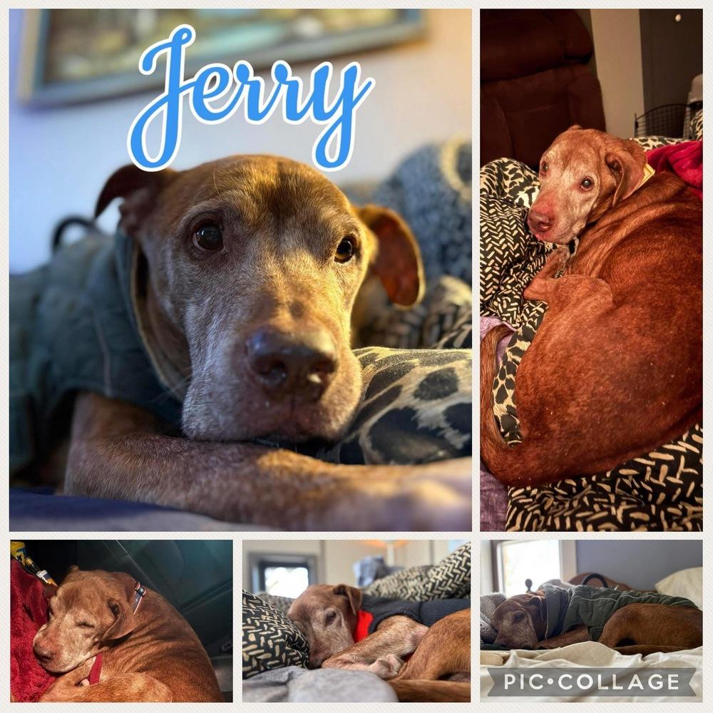 Jerry, Adoptable, Senior Male American Staffordshire Terrier.
