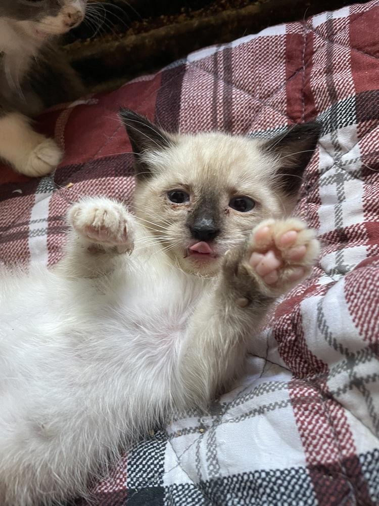 Nesta, Adoptable, Kitten Female Domestic Medium Hair.