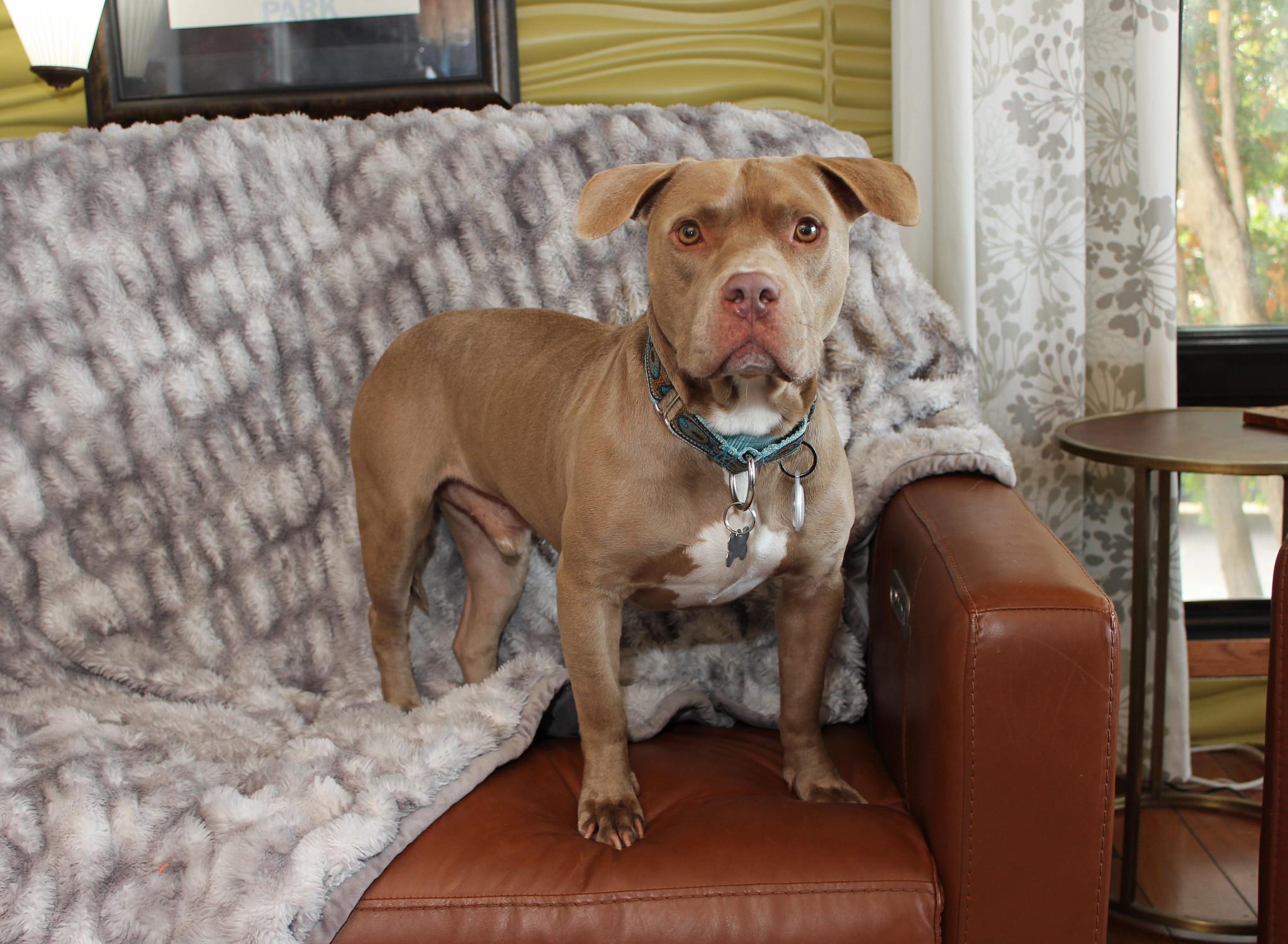 Gustav, a Adoptable Terrier image 3/6