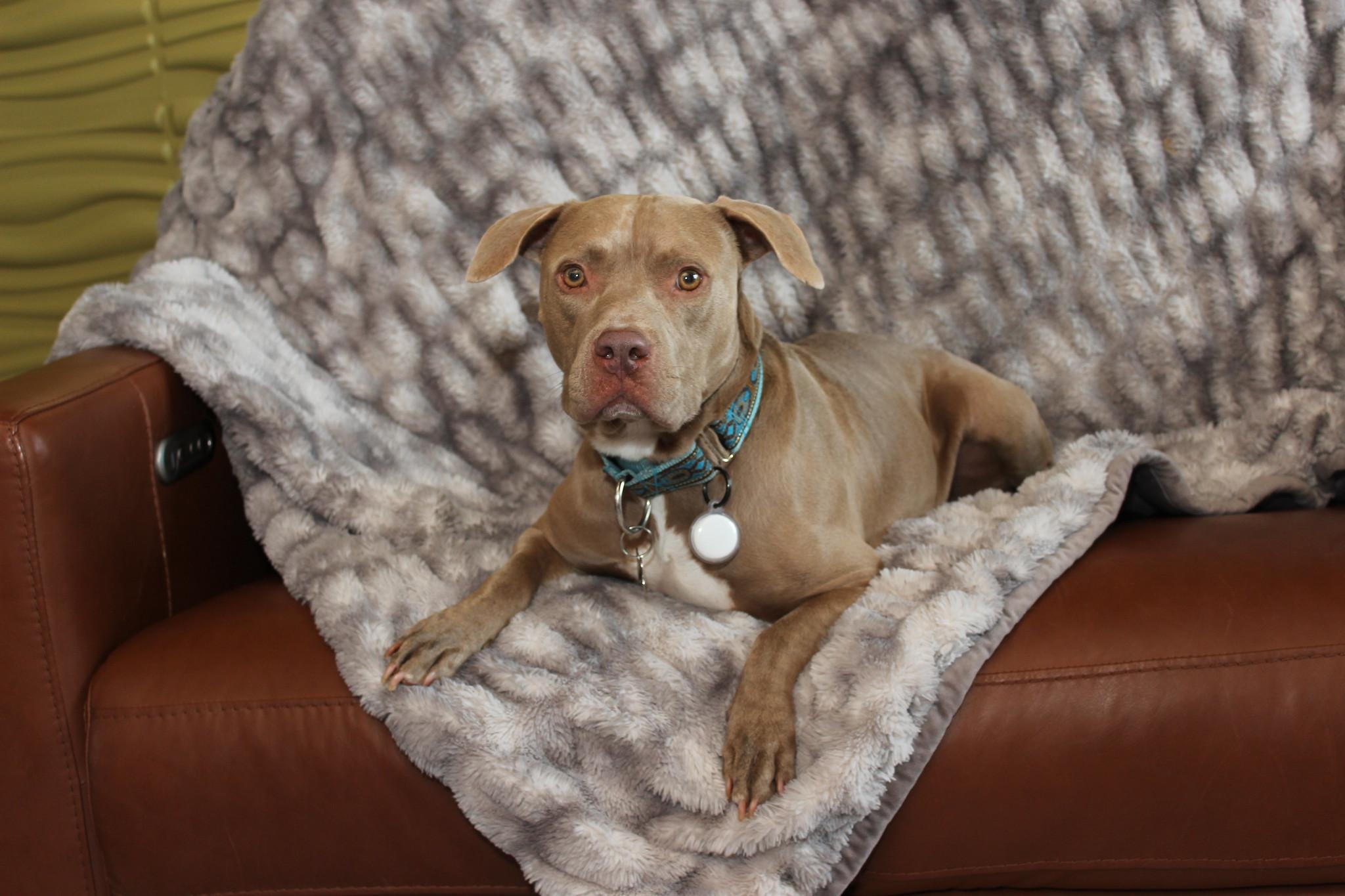 Gustav, a Adoptable Terrier image 4/6