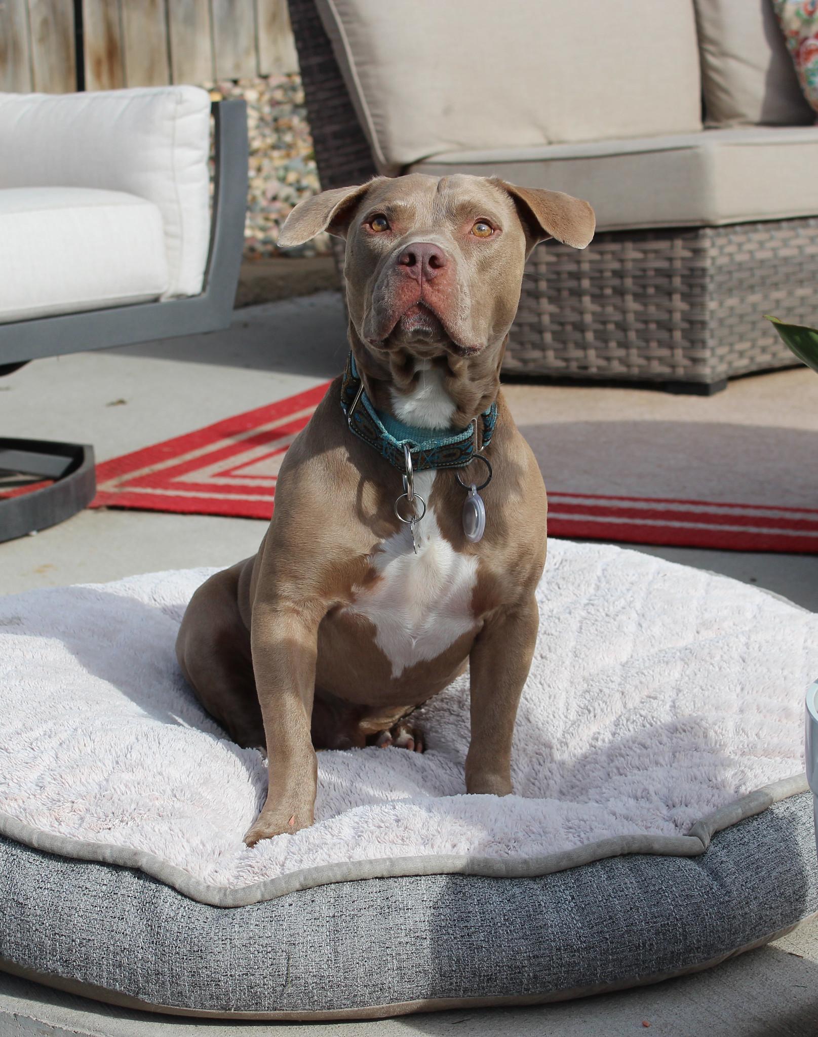 Gustav, a Adoptable Terrier image 2/6