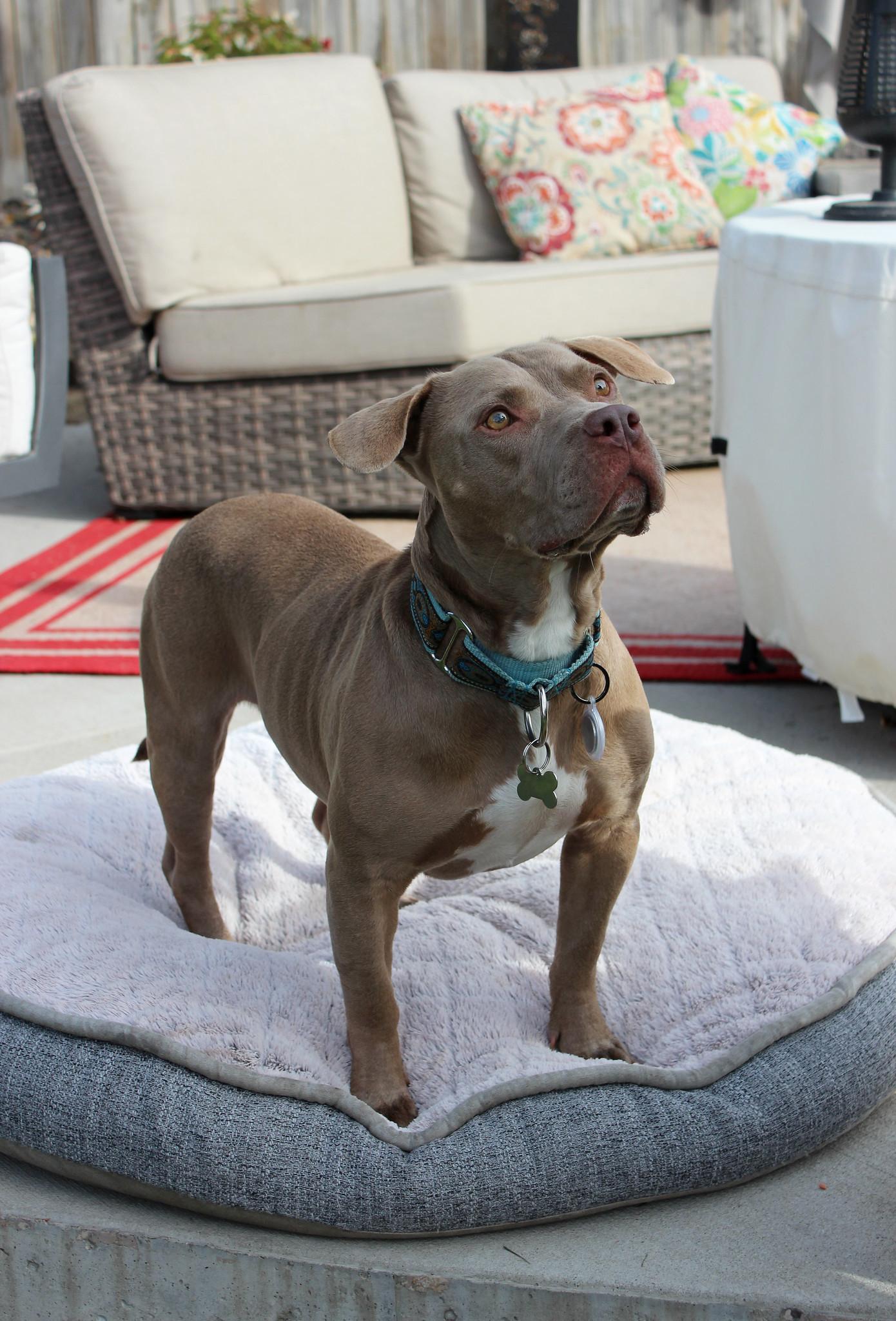 Gustav, a Adoptable Terrier image 5/6