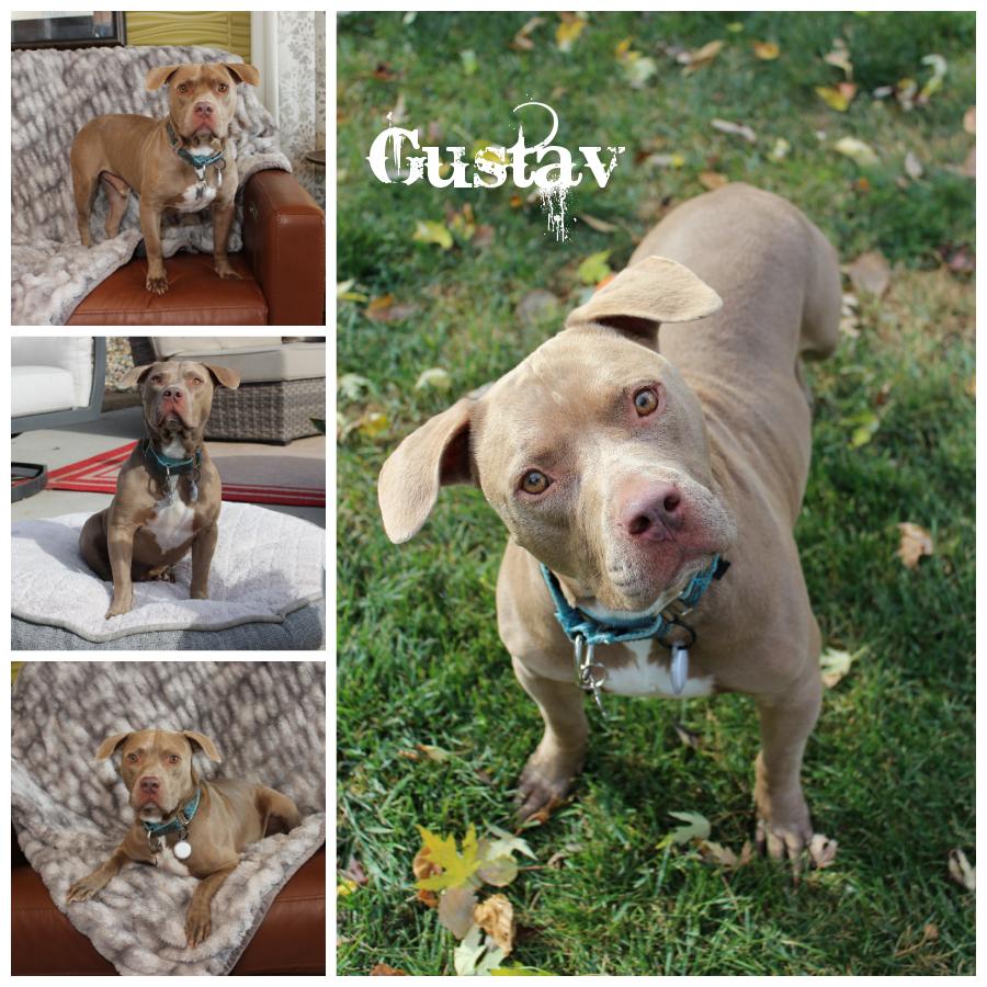 Gustav, Adoptable, Young Male Terrier.
