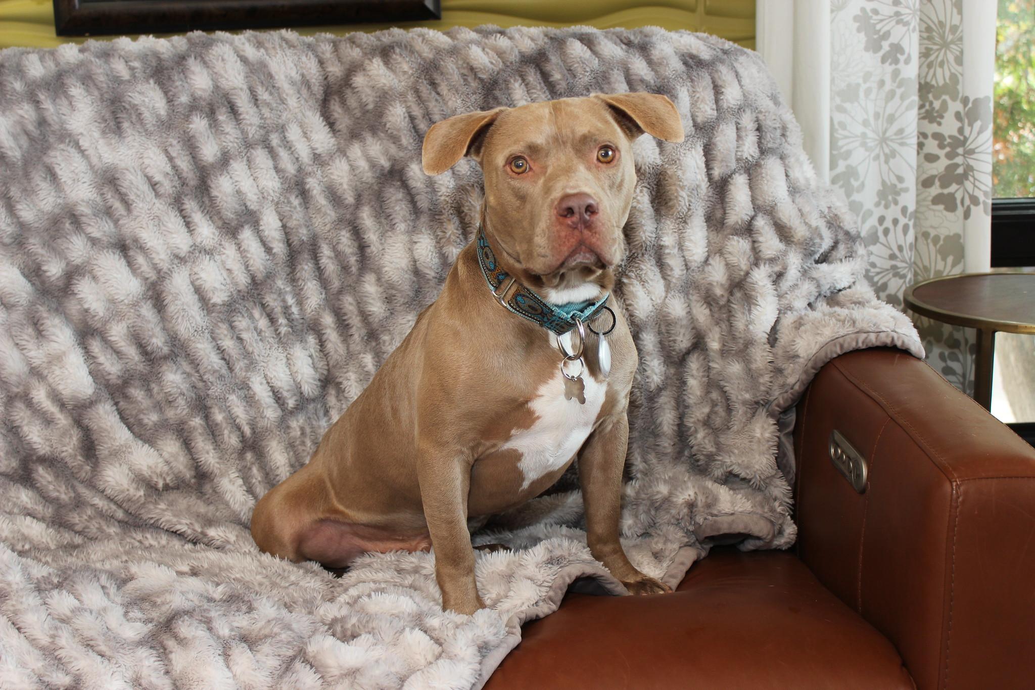 Gustav, a Adoptable Terrier image 6/6