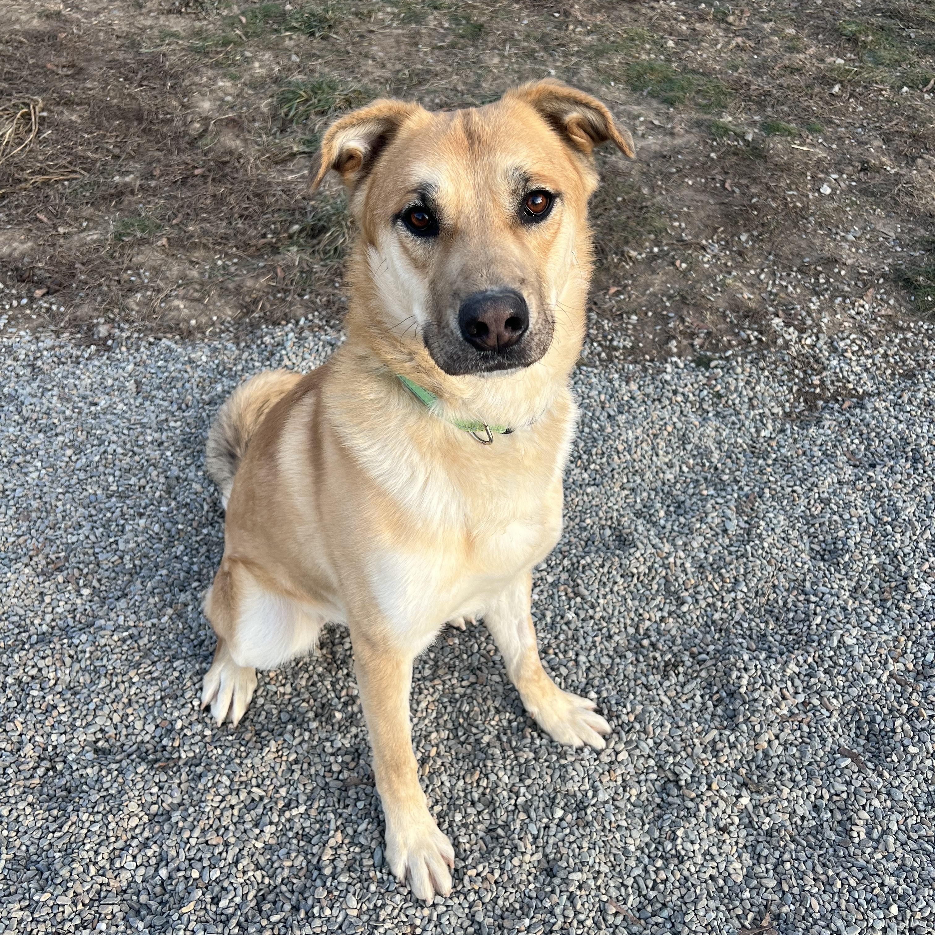 Enlarge Cyrus, a ADOPTABLE Mixed Breed in Bonners Ferry, ID image 1/1