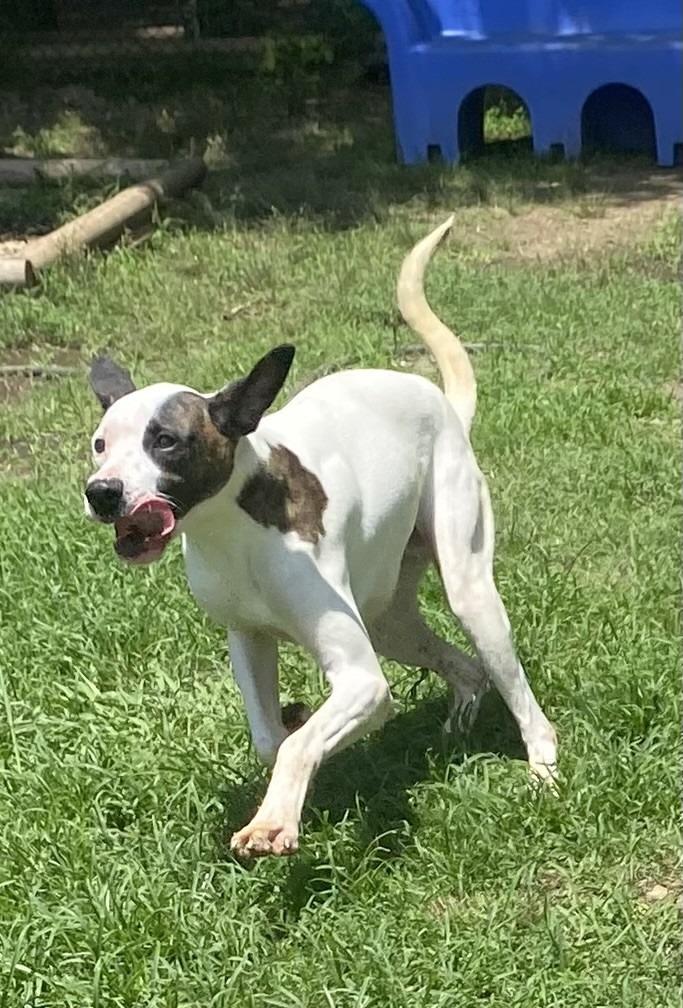 Adan, Adoptable, Young Male Hound.