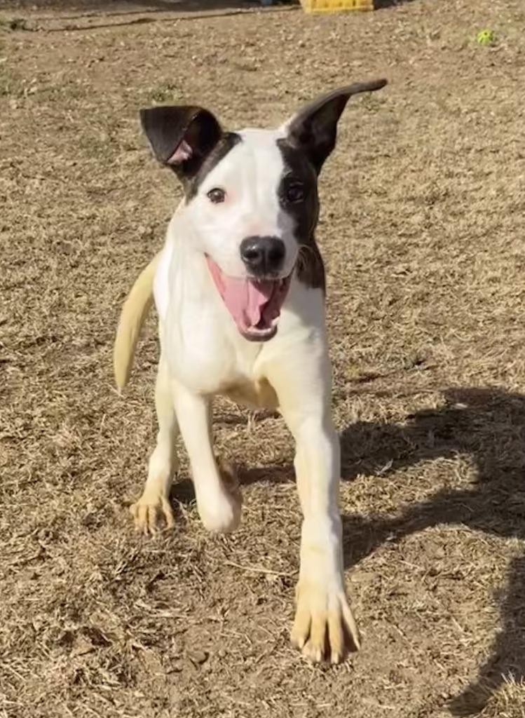 Enlarge Adan, a Adoptable Hound in Little Rock, AR image 2/3